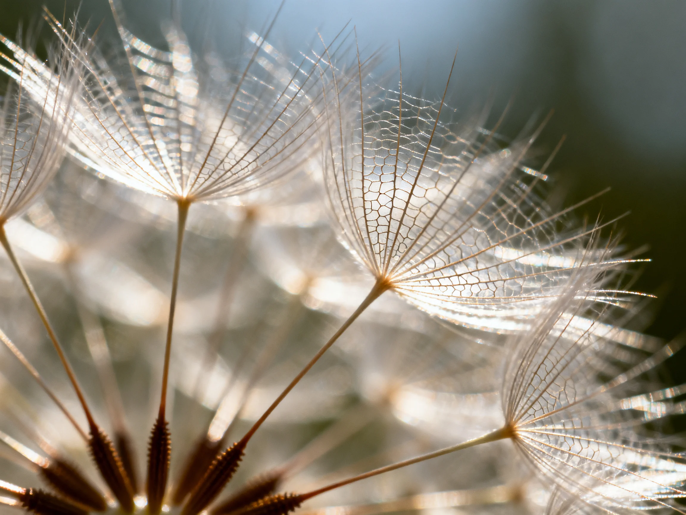 Delicate White Dandelion Seed Heads with Intricate Patterns