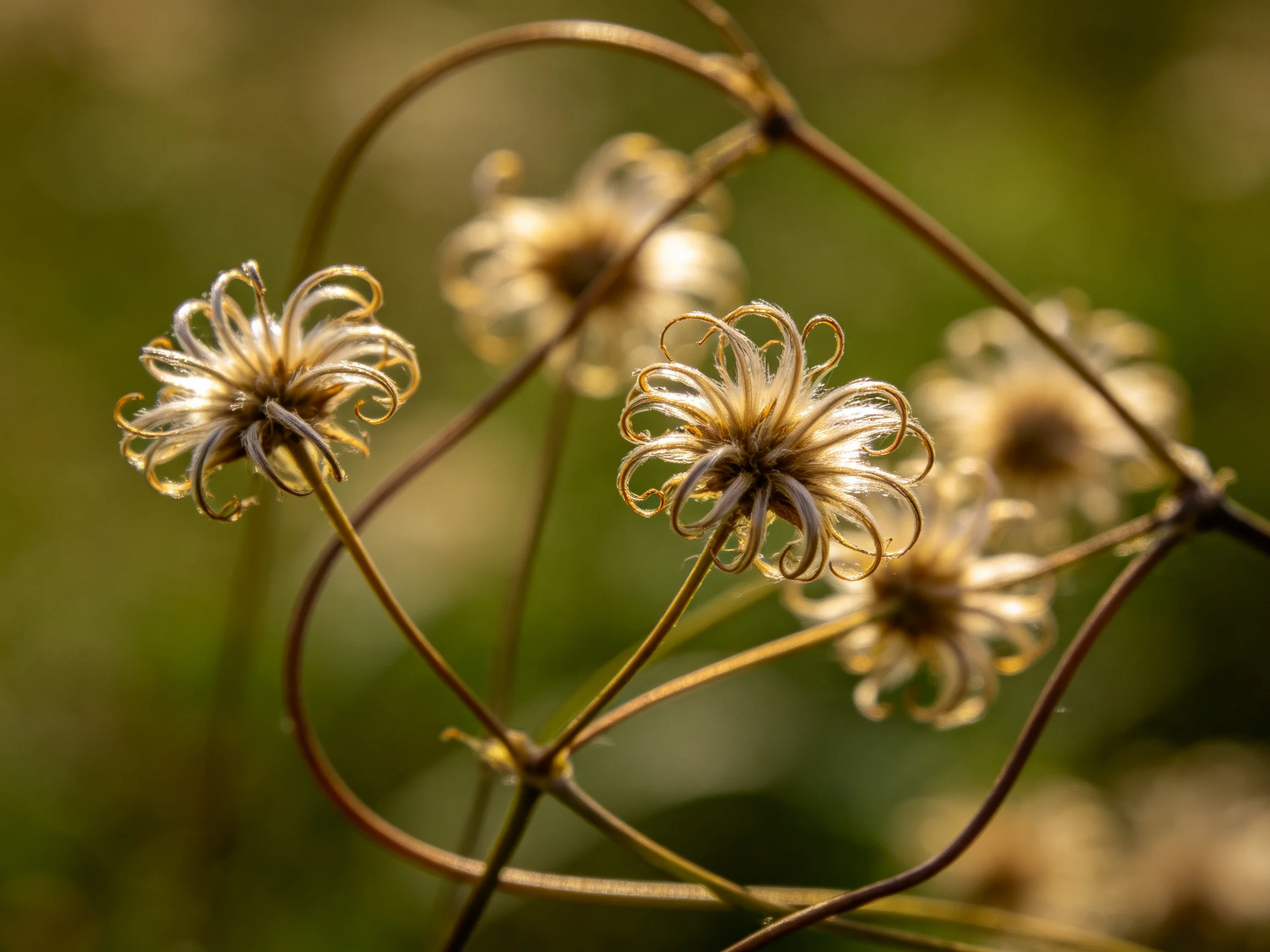 Delicate golden seed heads with winding brown stems