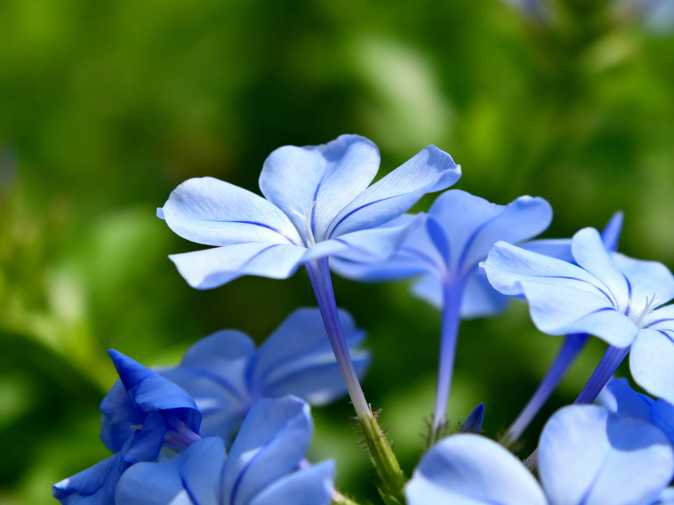 Delicate light blue flowers bloom amid lush green foliage