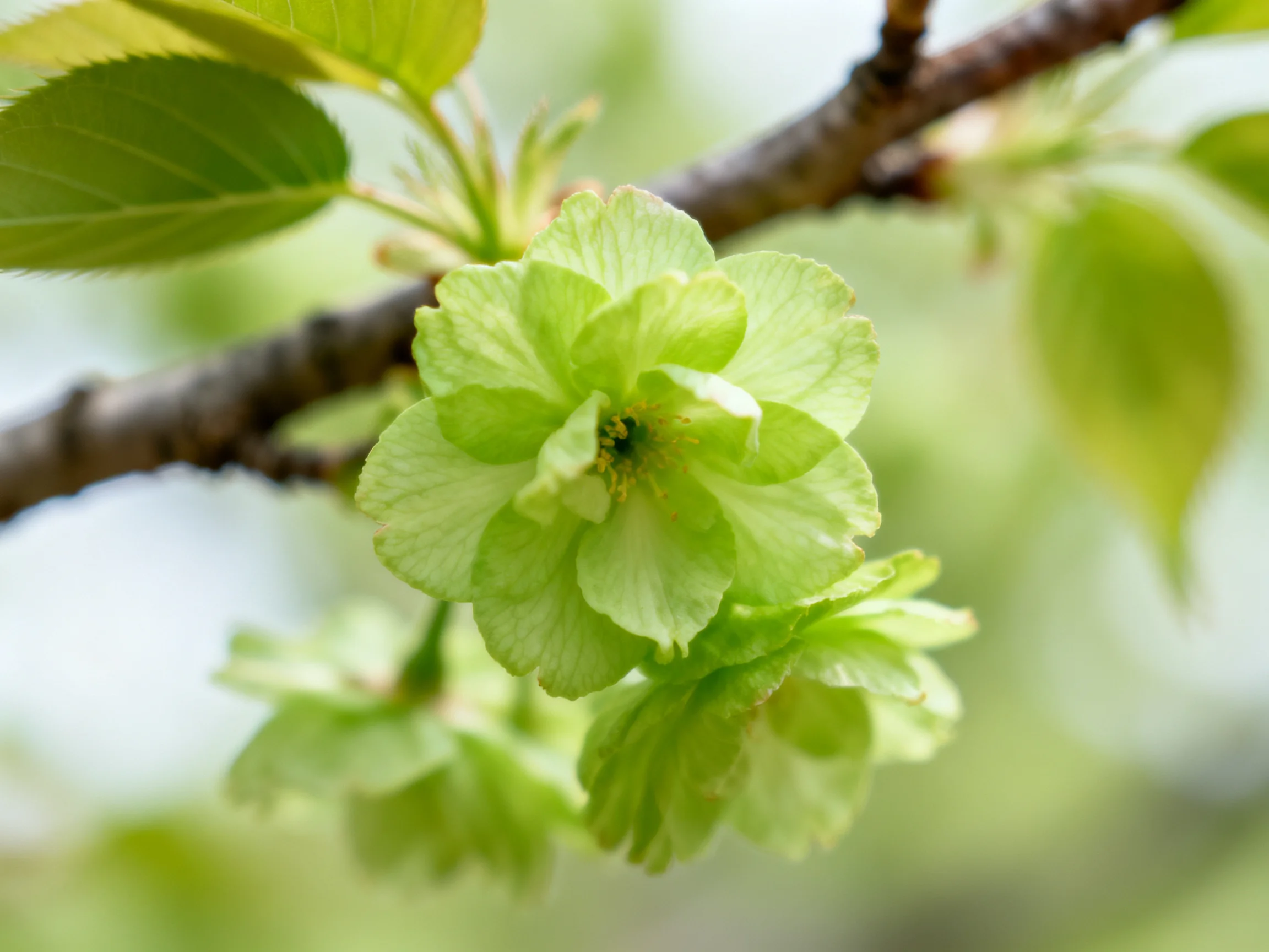 Delicate light green cherry blossoms on a brown tree branch