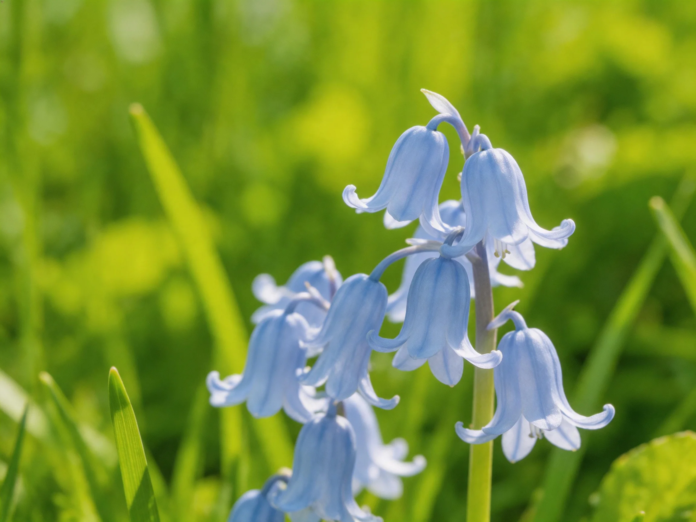 Delicate pale bluebells cluster amid vibrant green foliage