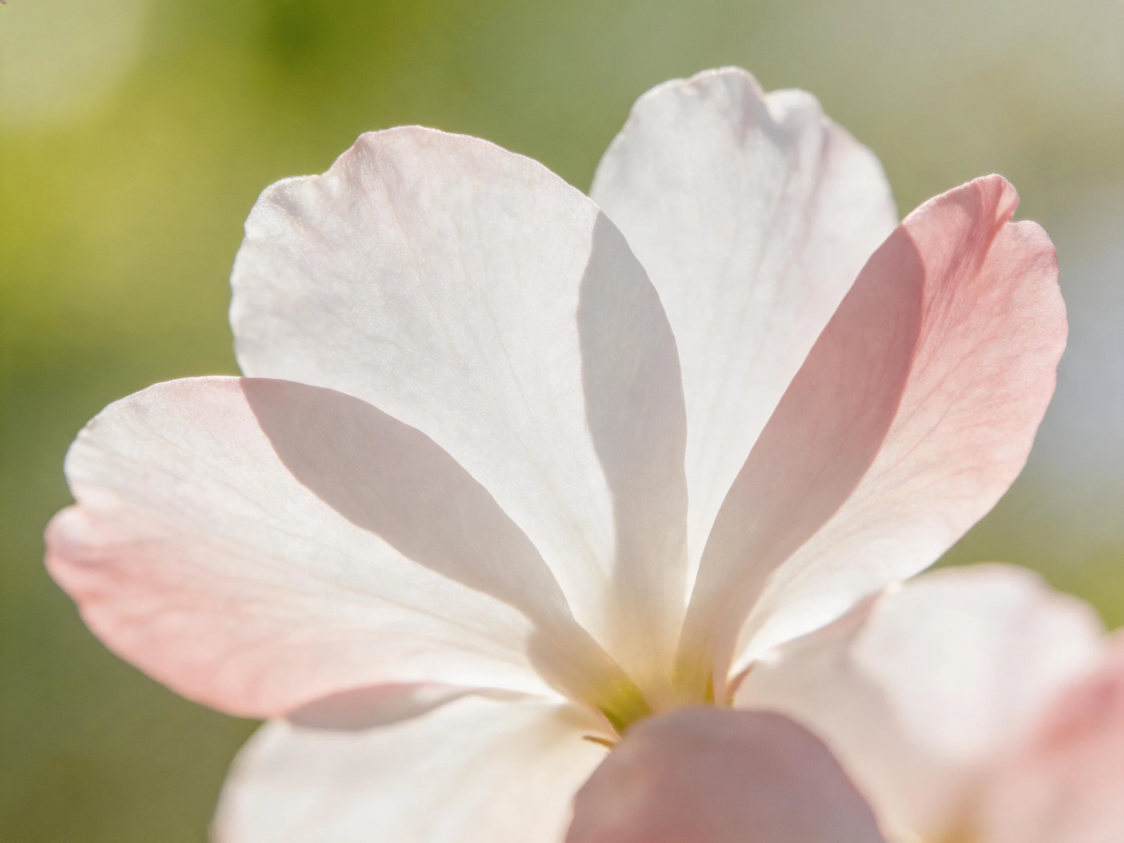 Delicate pink and white flower petals softly lit by natural light