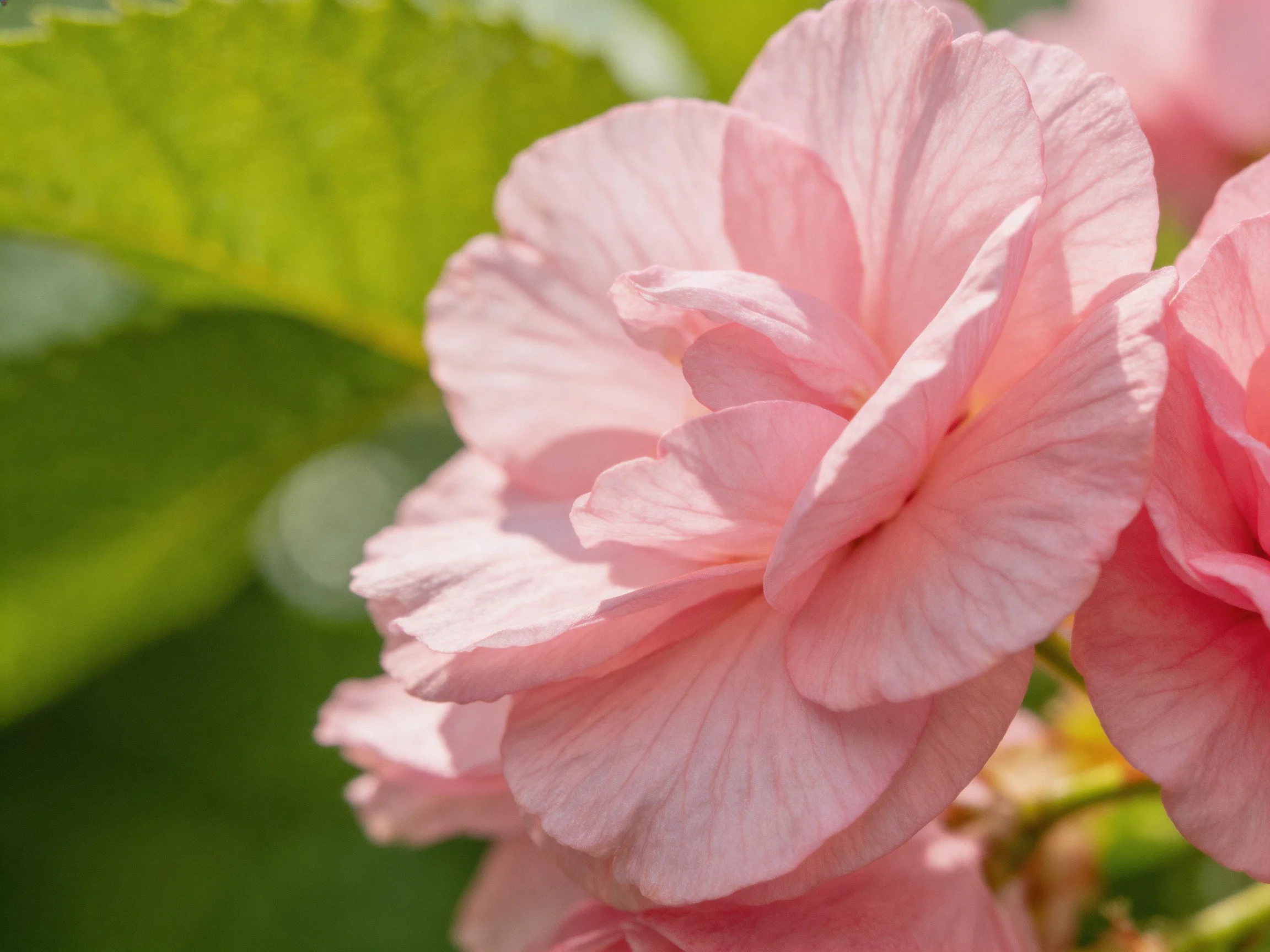 Delicate pink blooms with layered petals beside lush green leaves