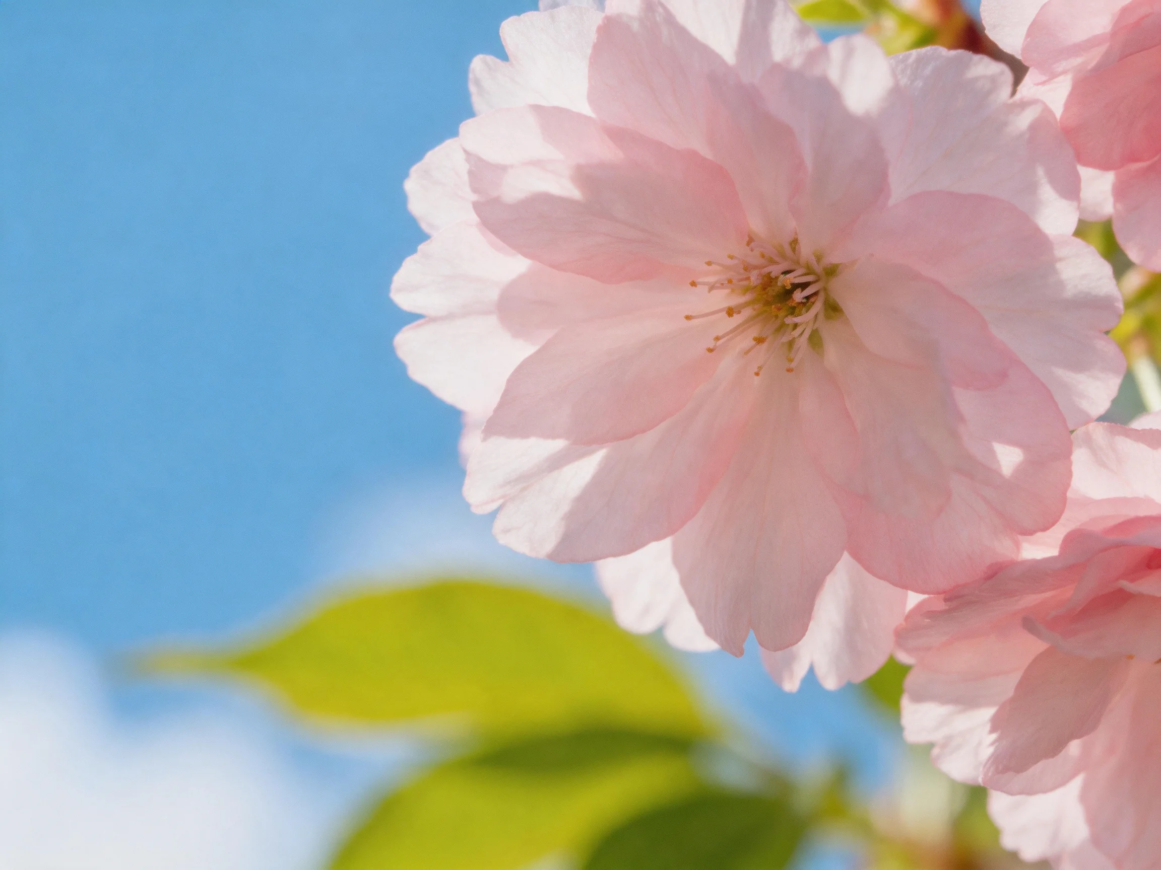 Delicate pink cherry blossom blooms against clear blue sky with green foliage