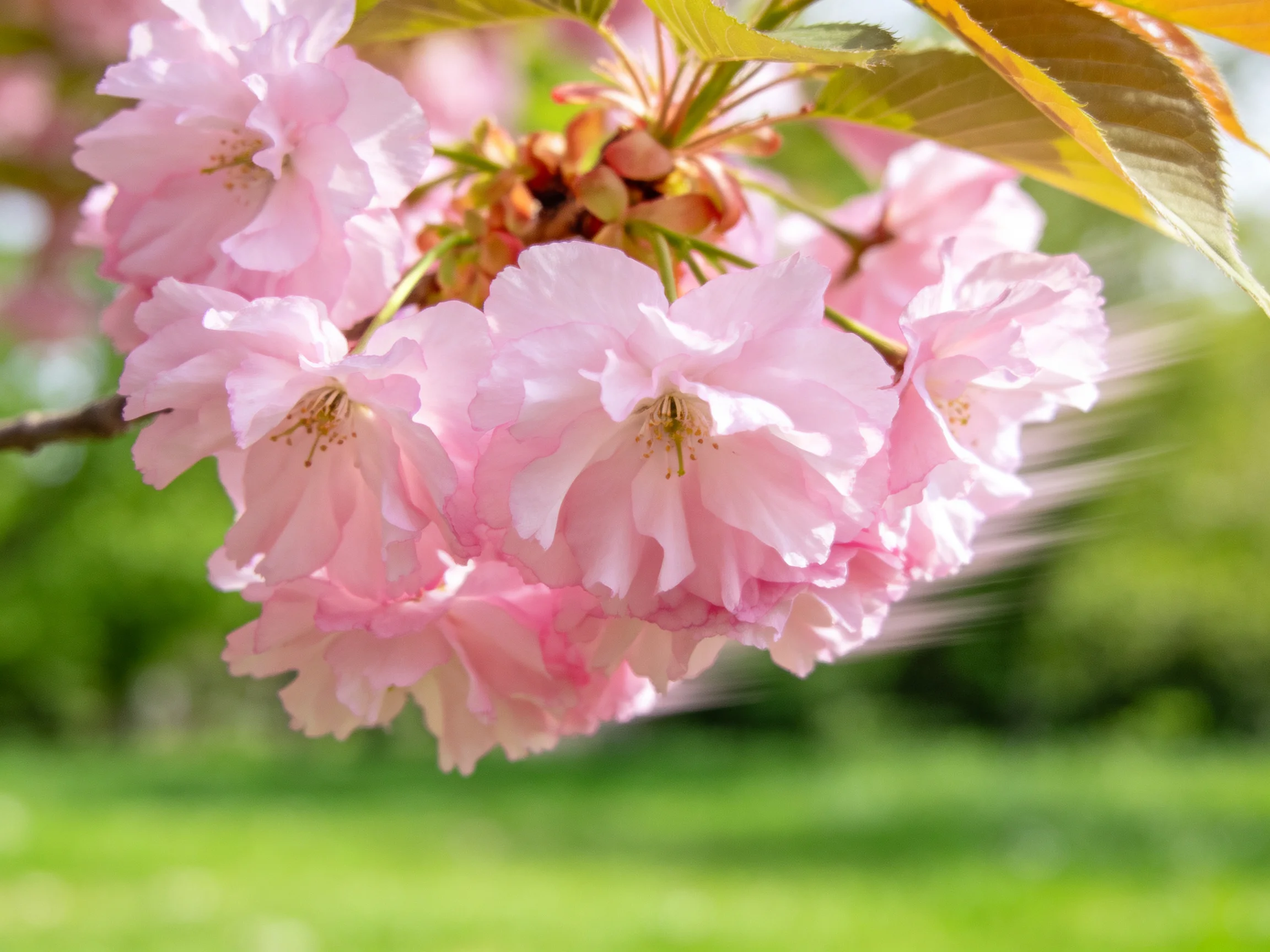 Delicate pink cherry blossom cluster with golden leaves