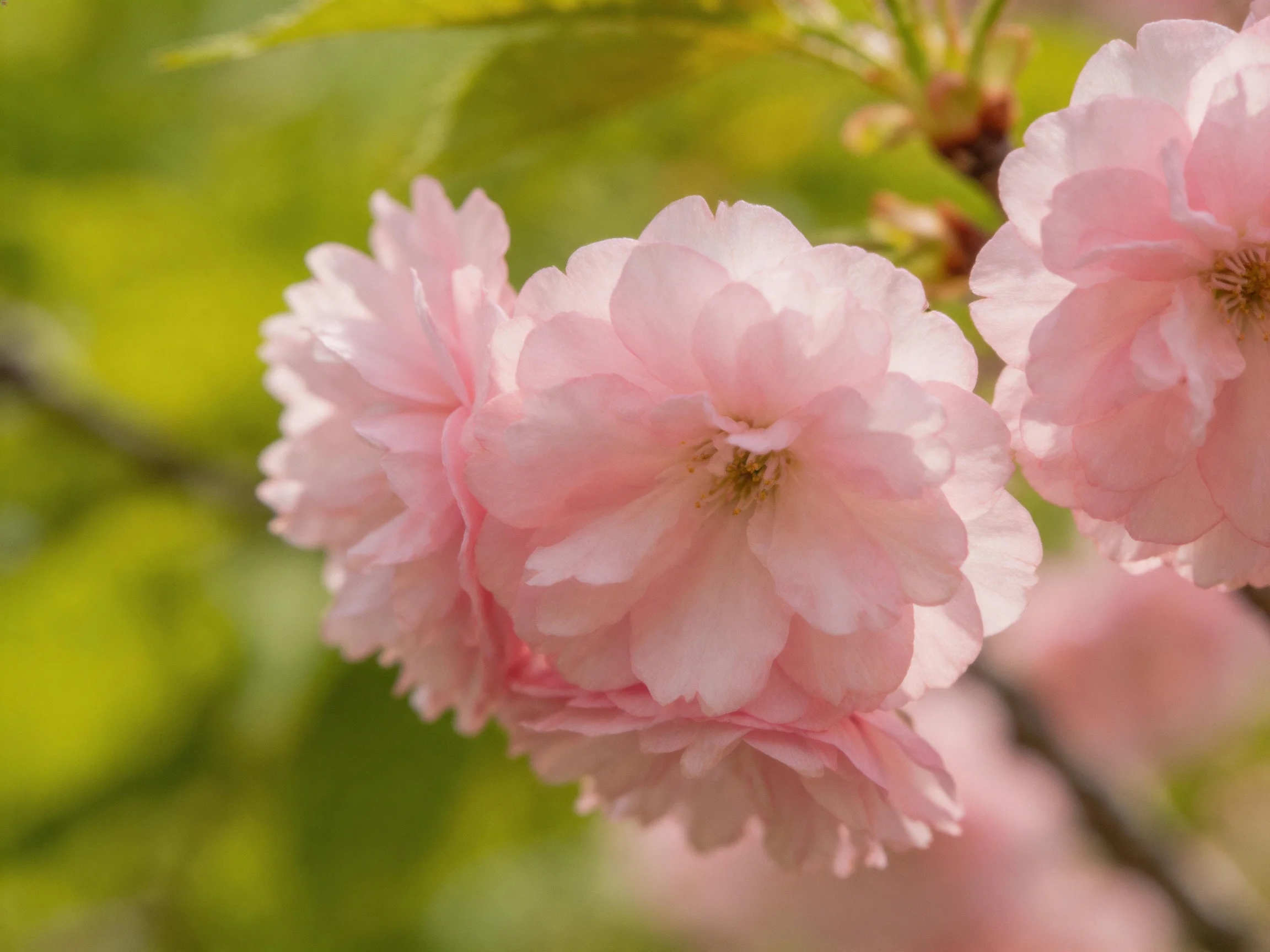 Delicate pink cherry blossom clusters against soft green foliage