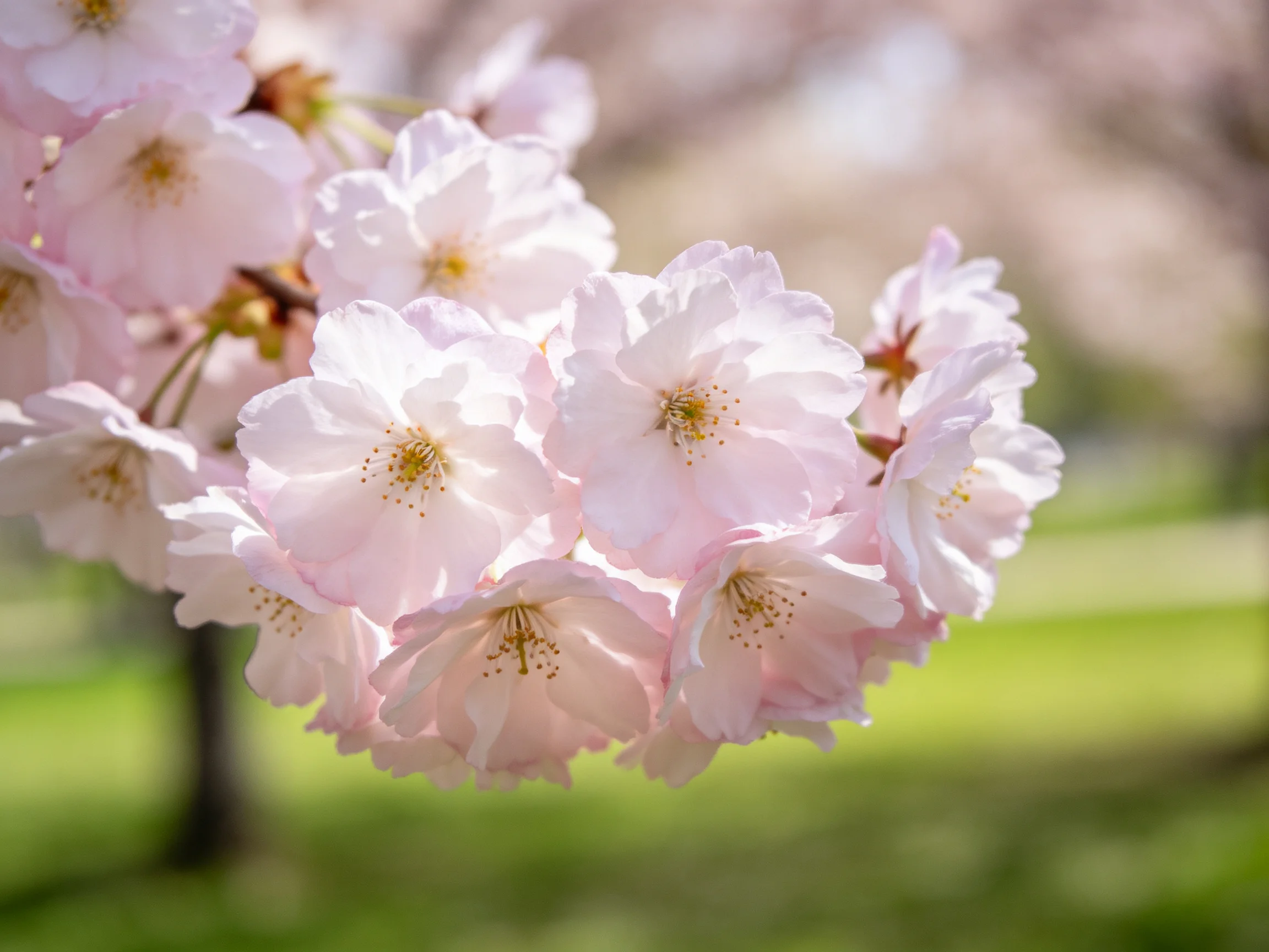 Delicate pink cherry blossom clusters bloom against a soft green backdrop