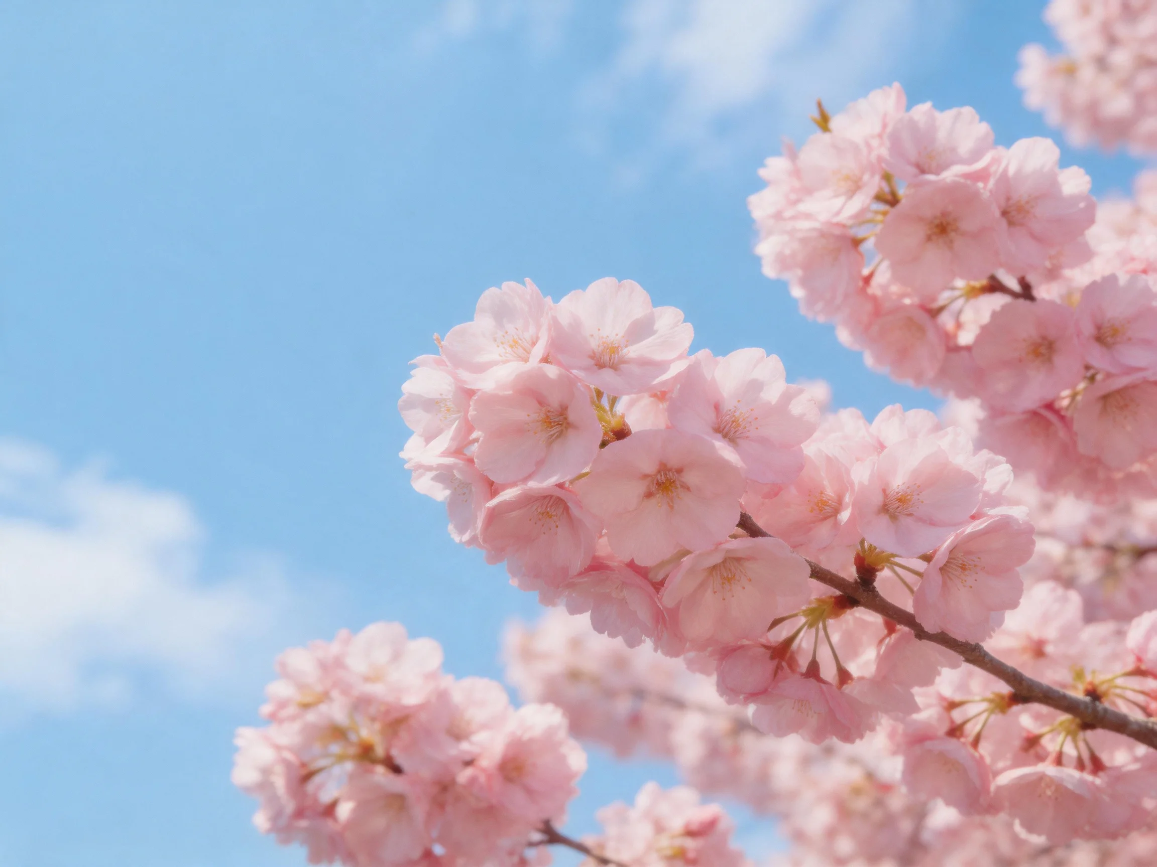 Delicate pink cherry blossom clusters bloom under a clear blue sky