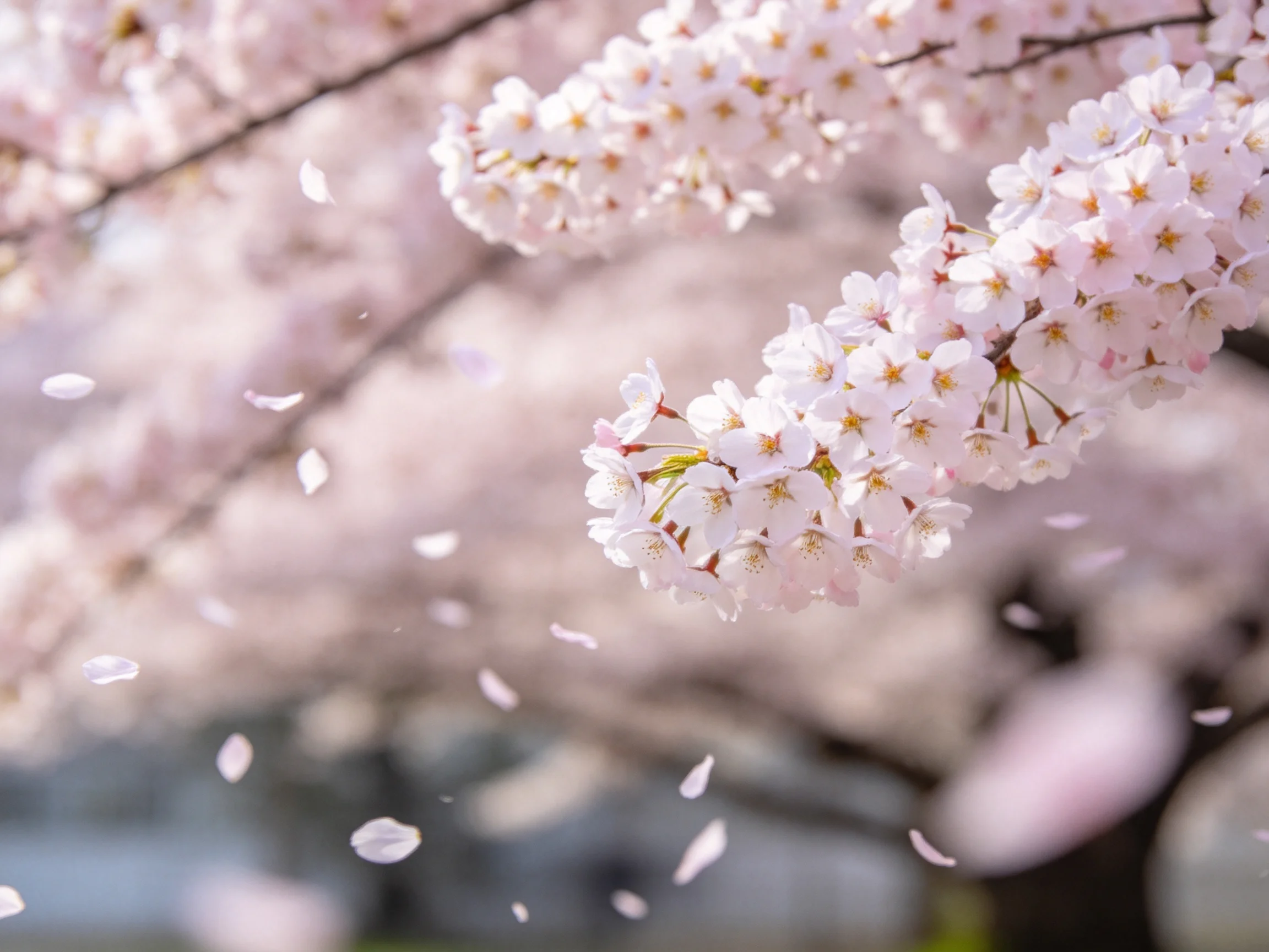 Delicate pink cherry blossom clusters with falling petals