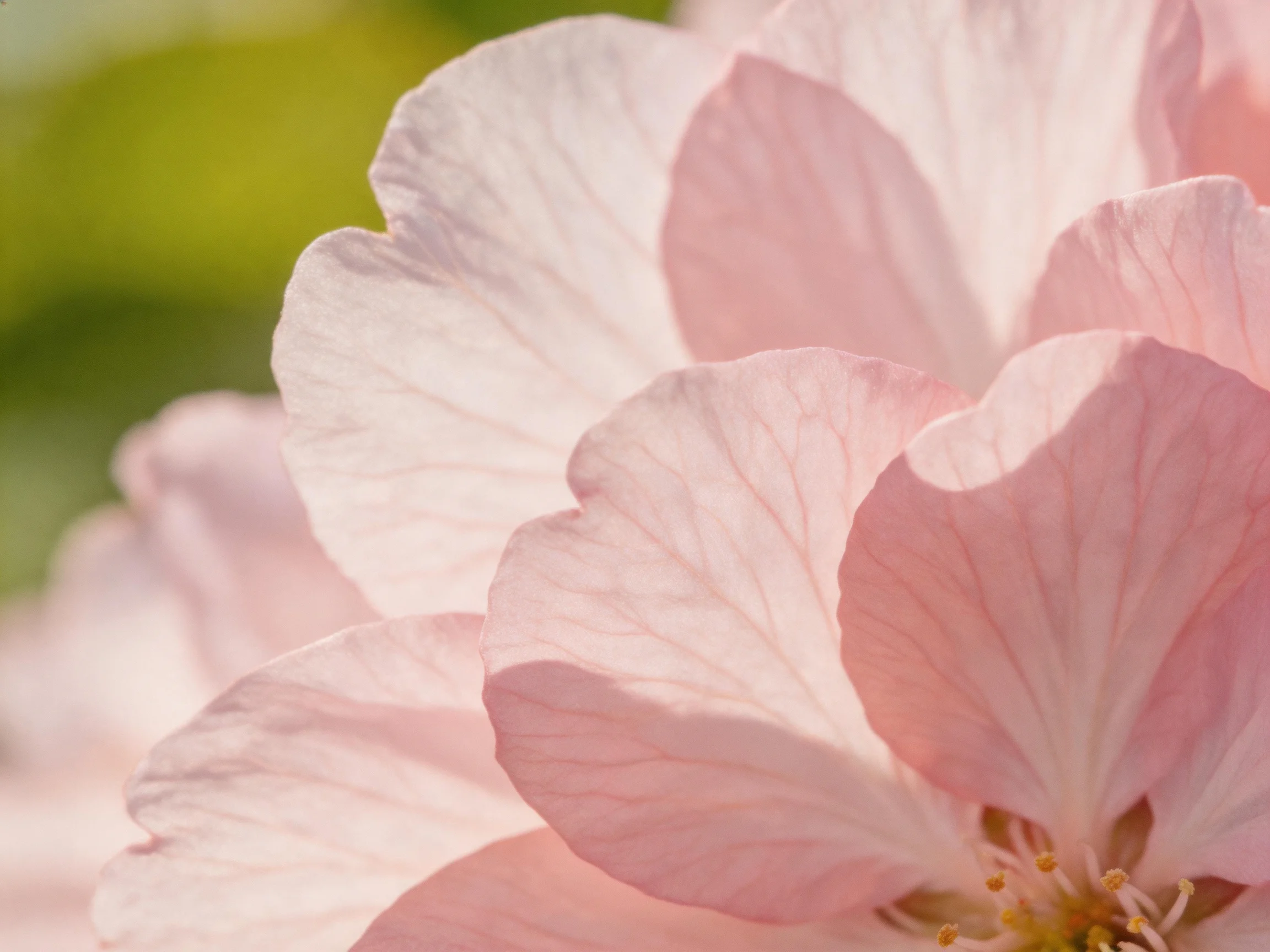 Delicate pink cherry blossom petals with soft lighting and blurred green backdrop