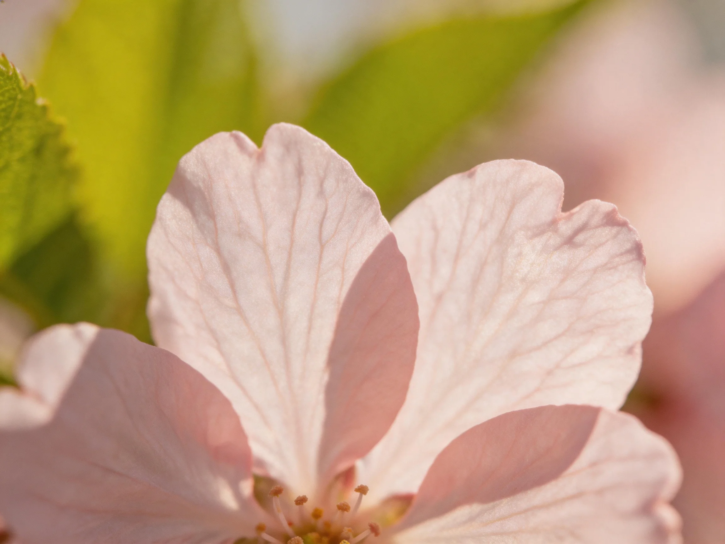 Delicate pink cherry blossom petals with vibrant green foliage