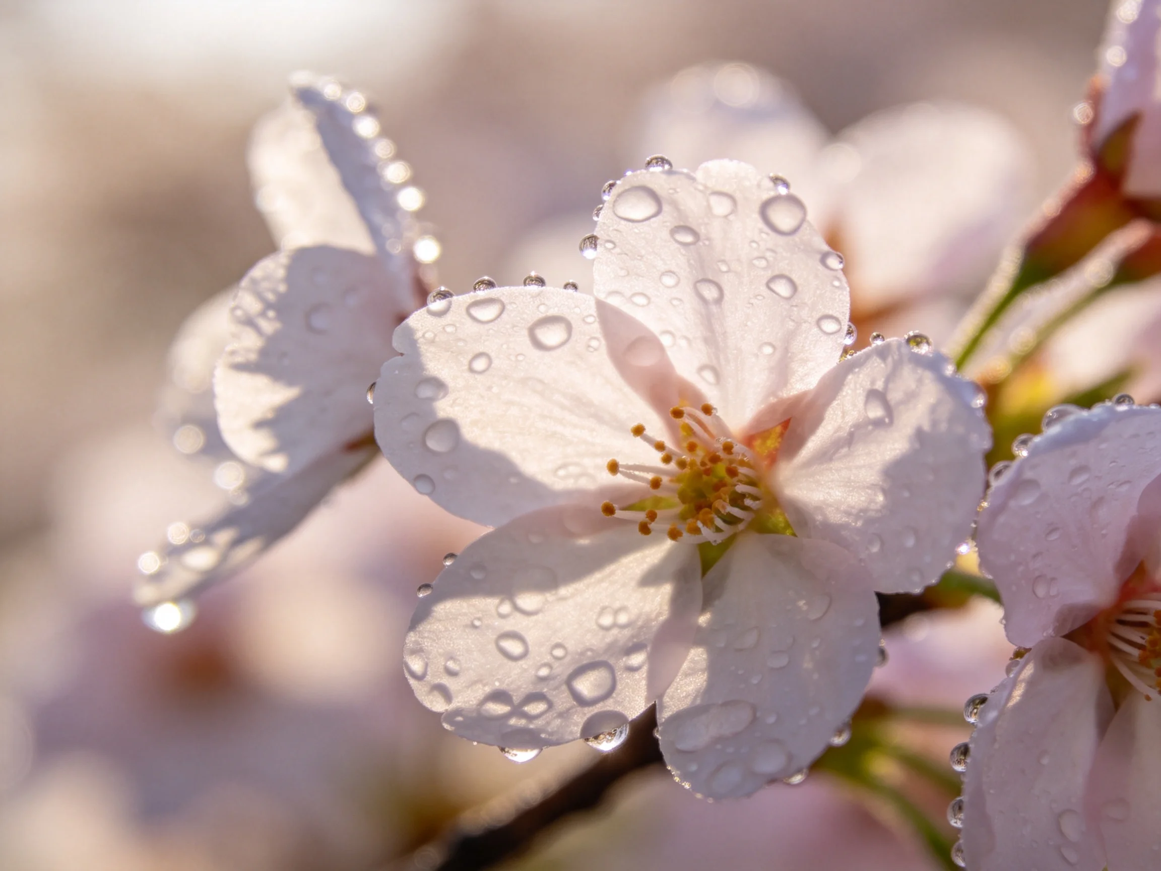 Delicate pink cherry blossoms adorned with glistening dewdrops