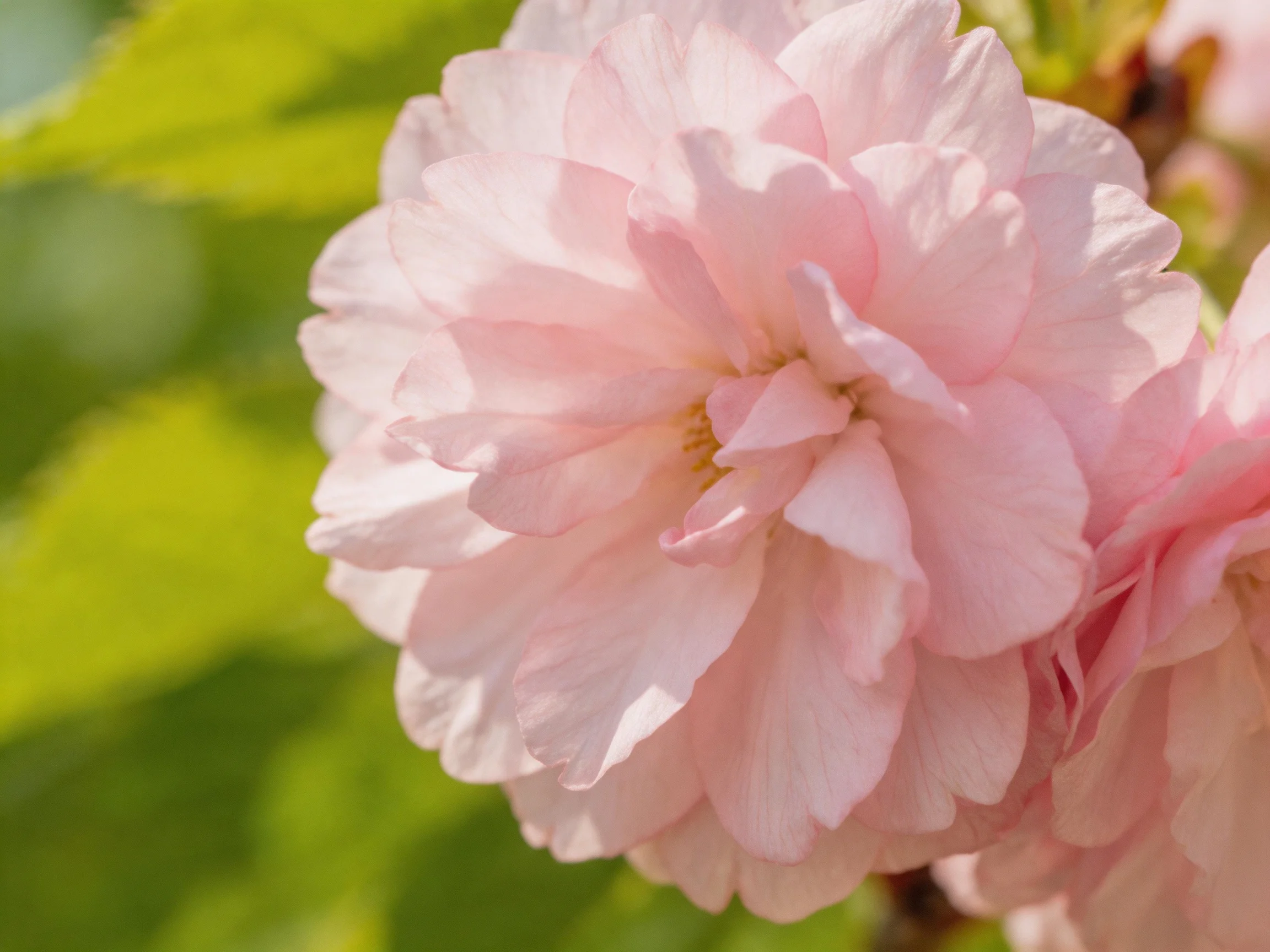 Delicate pink cherry blossoms bloom against soft green foliage
