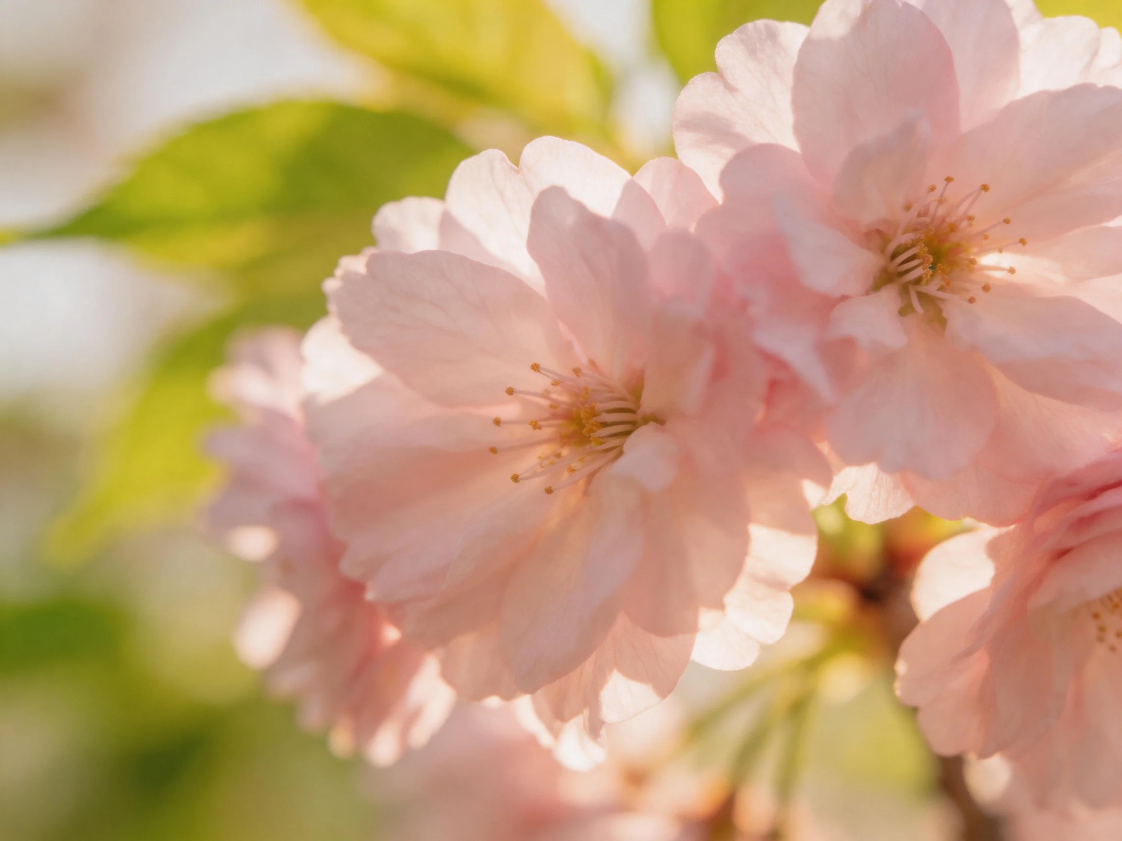 Delicate pink cherry blossoms bloom among soft green foliage