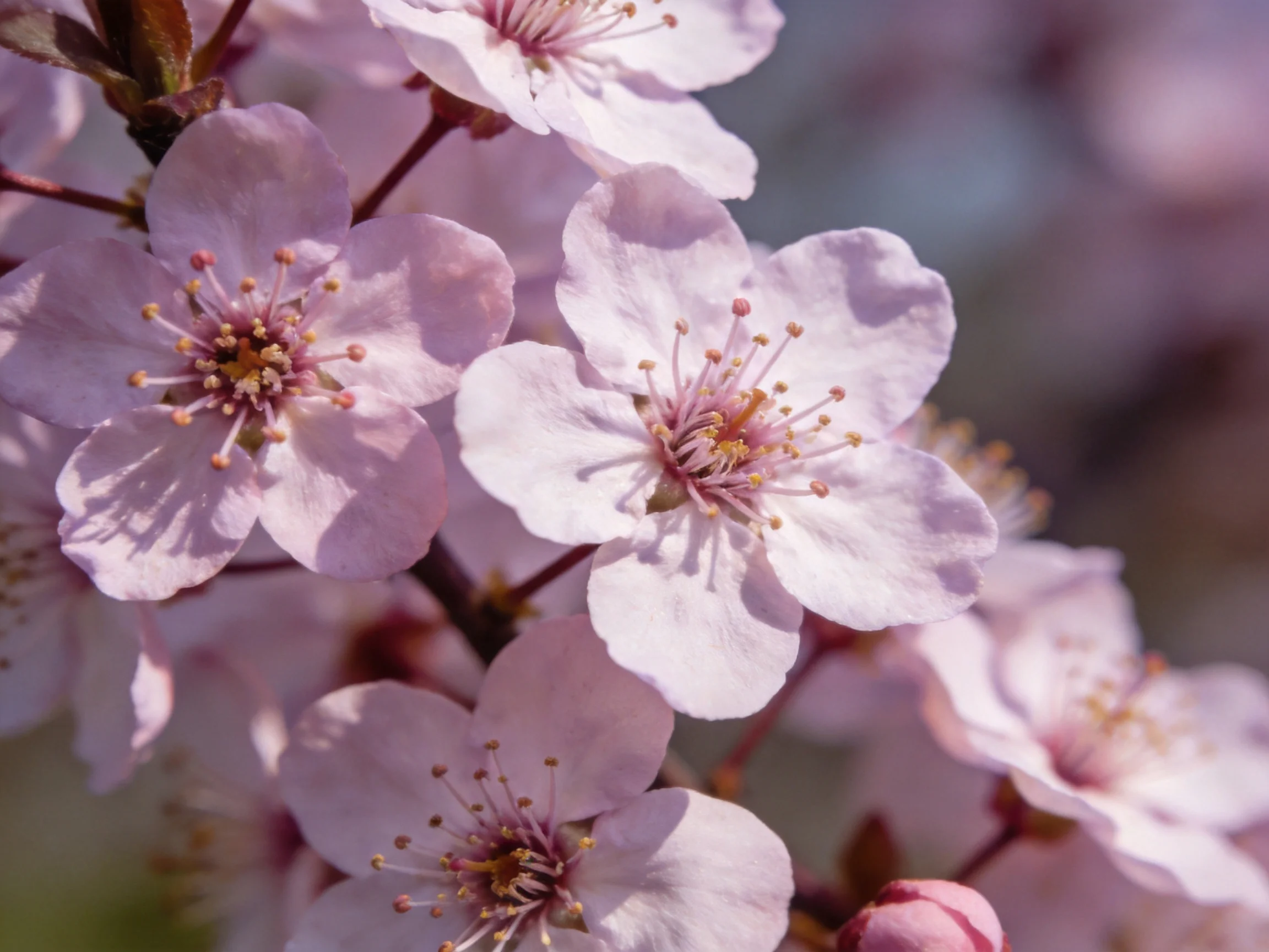 Delicate pink cherry blossoms bloom vibrantly with soft blurred backgrounds