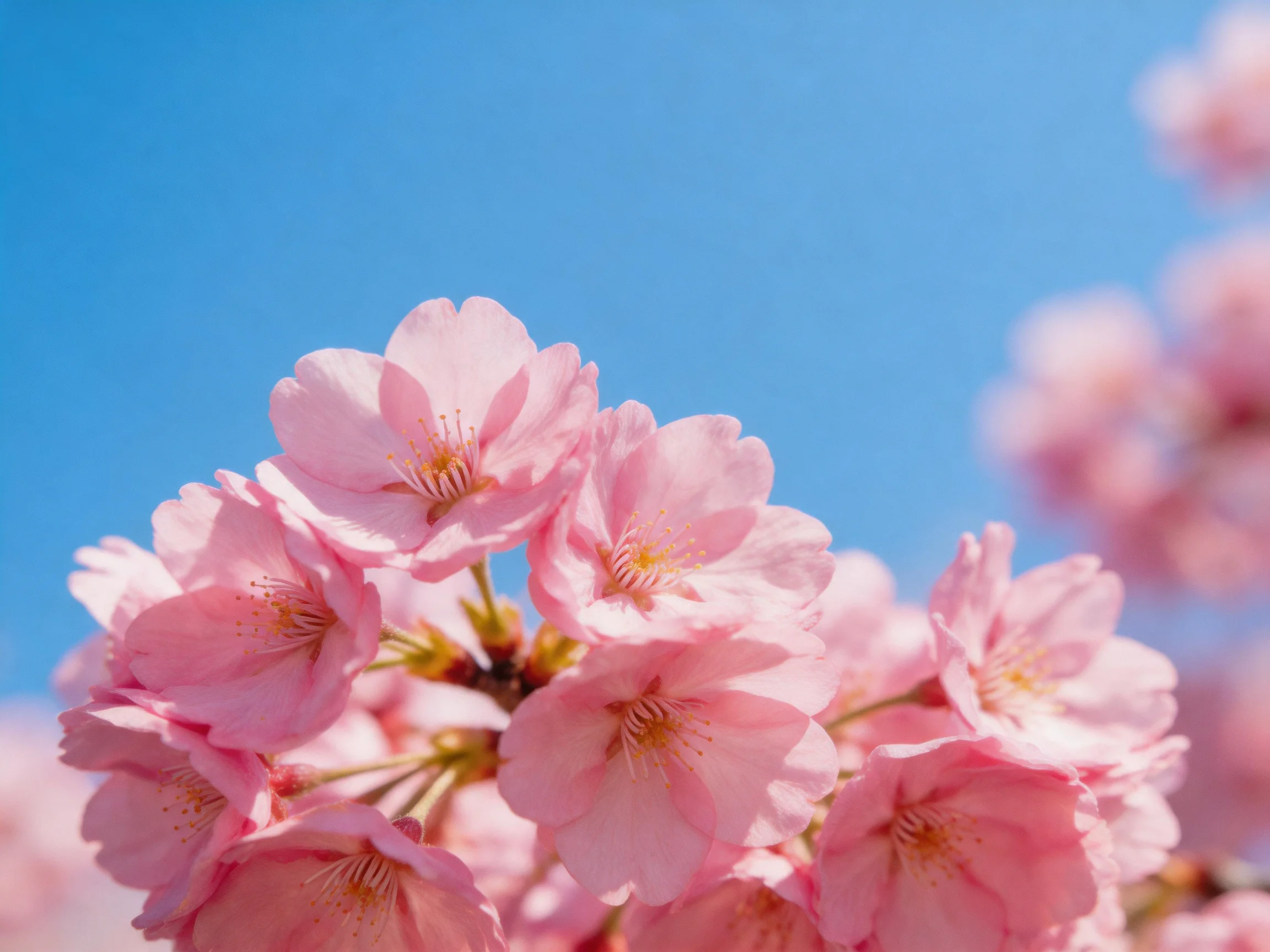 Delicate pink cherry blossoms clustered beneath a clear blue sky