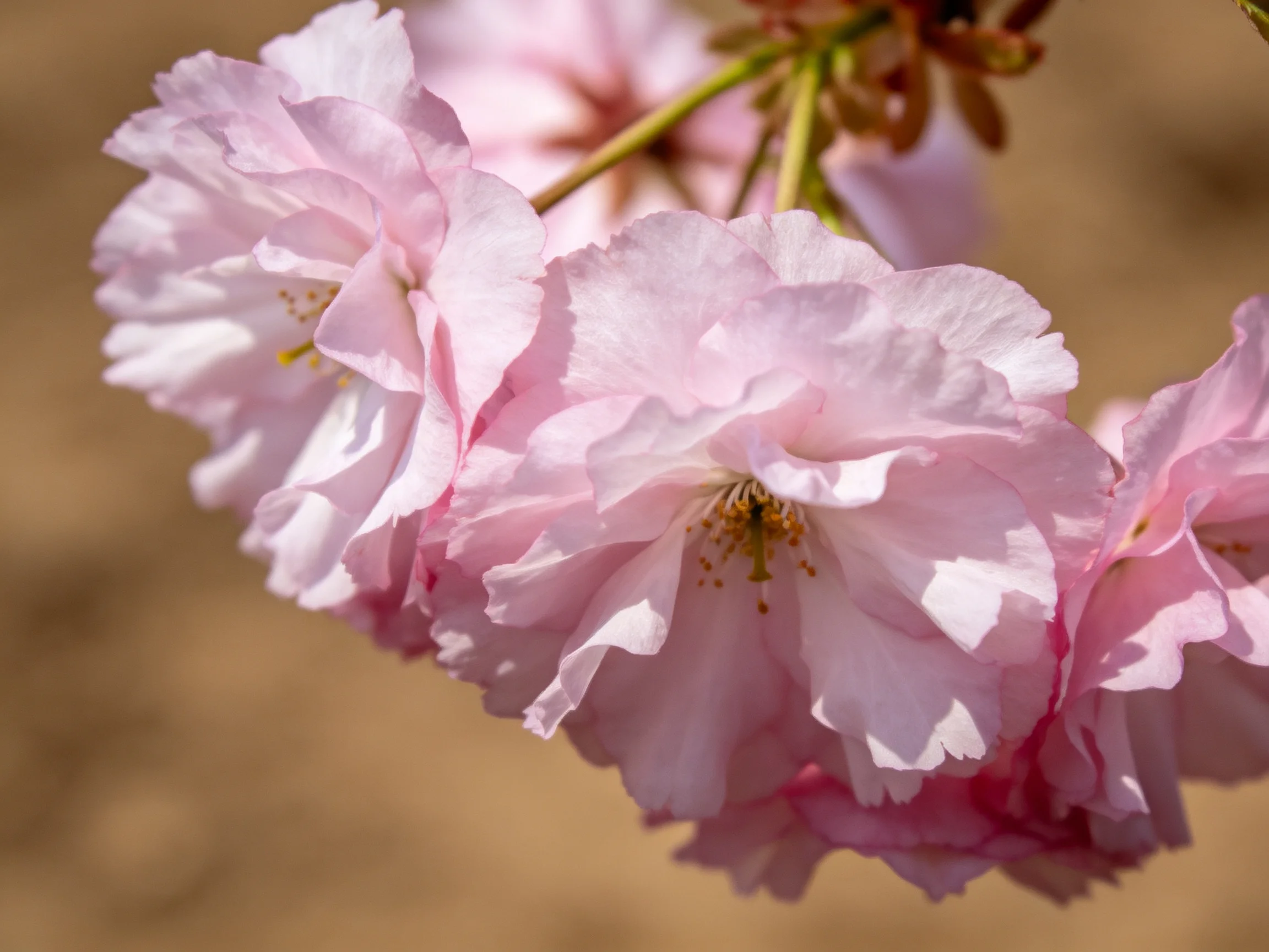 Delicate pink cherry blossoms display layered petals