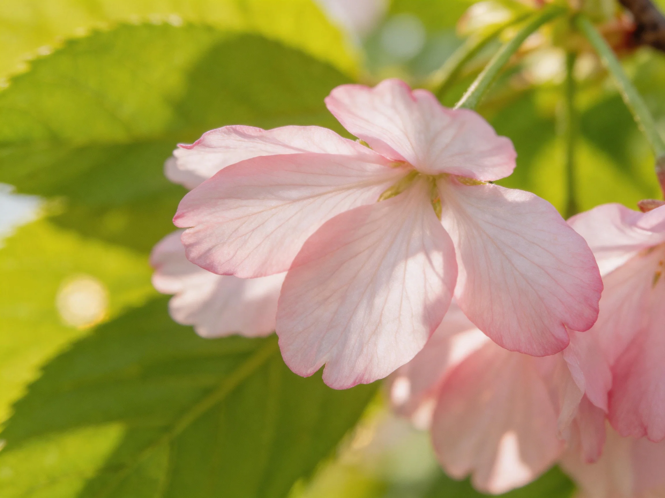 Delicate pink cherry blossoms with bright green leaves