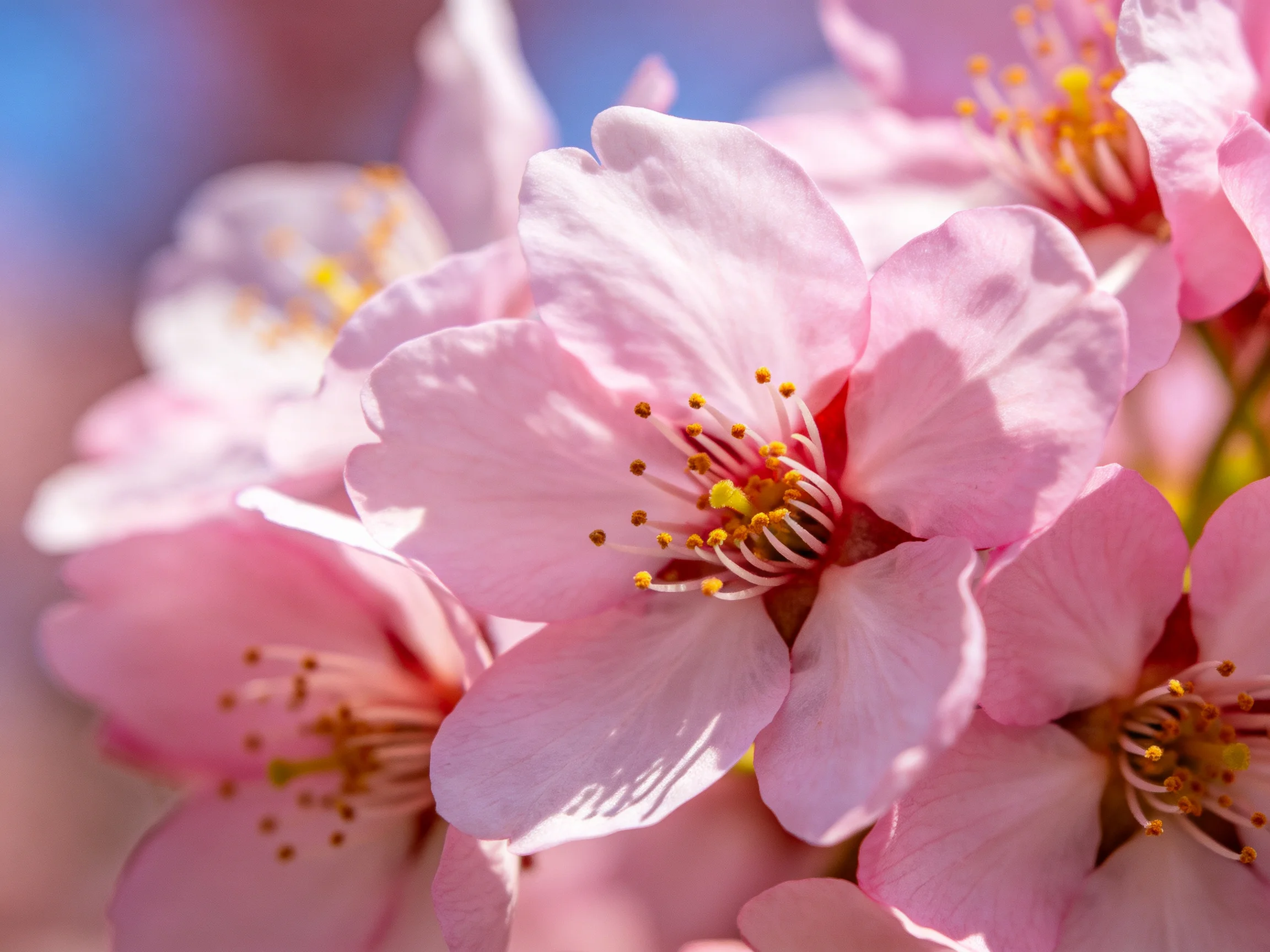 Delicate pink cherry blossoms with bright yellow stamens