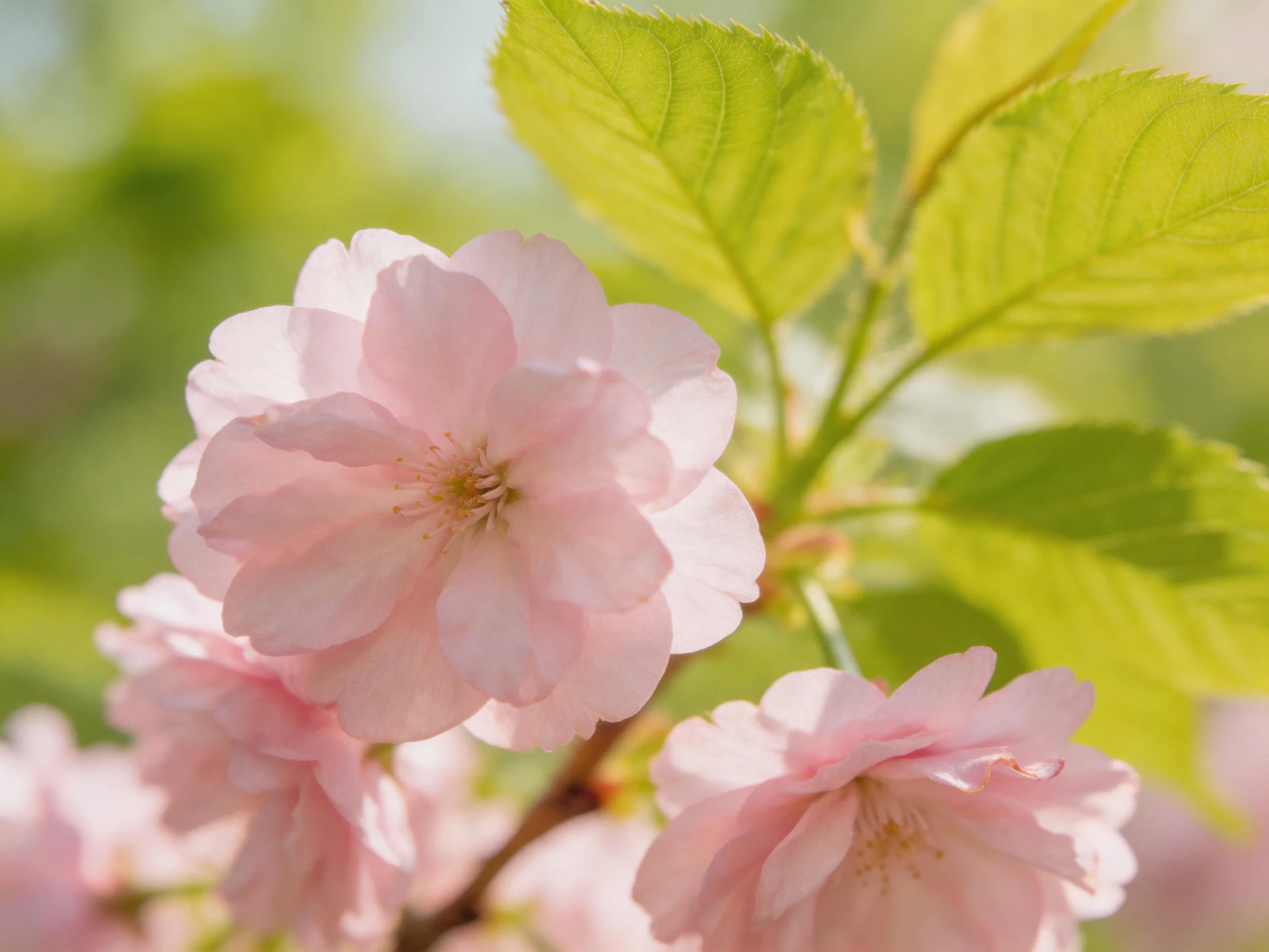 Delicate pink cherry blossoms with vibrant green leaves