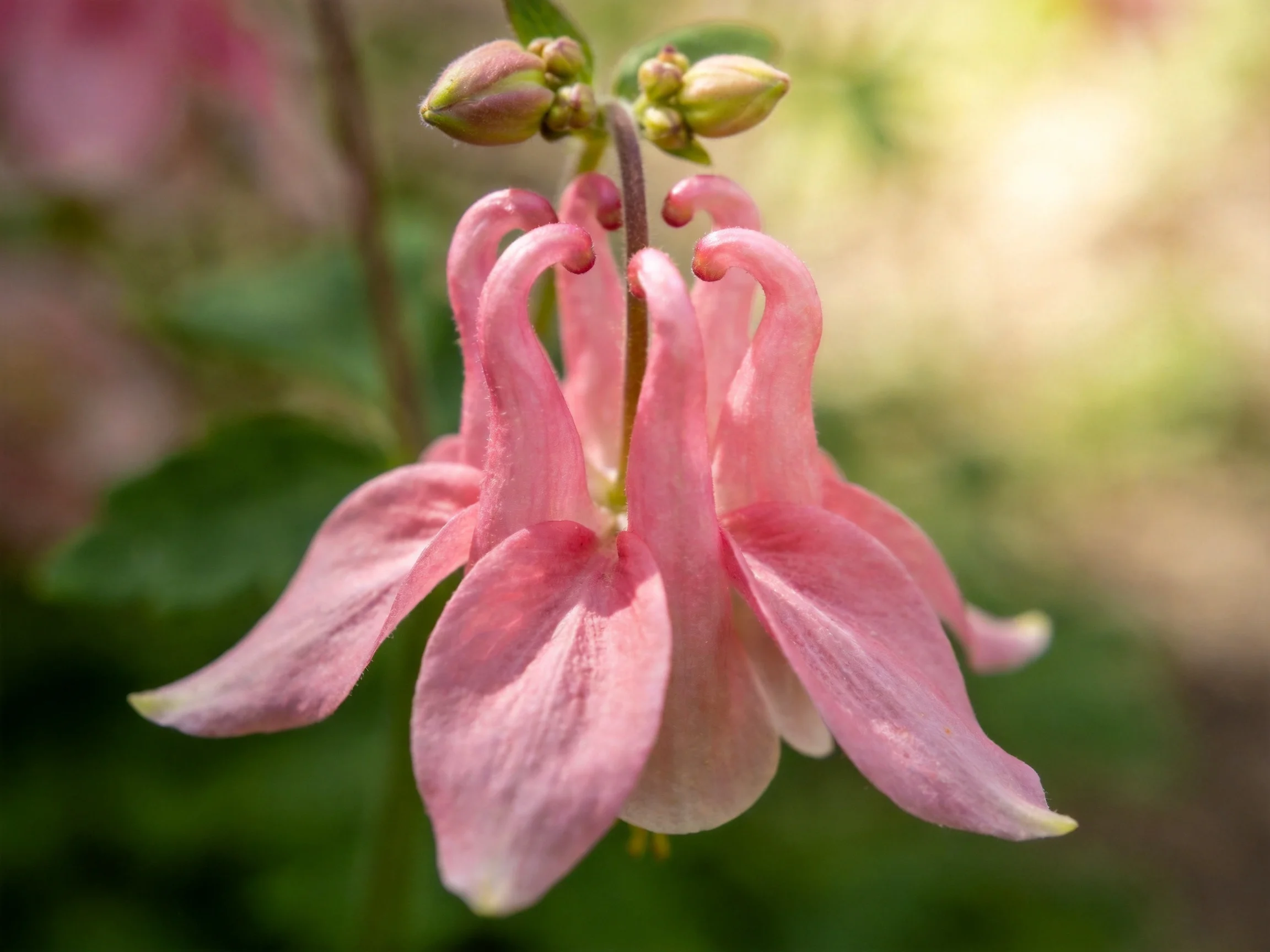 Delicate pink columbine flowers with green buds in soft natural light