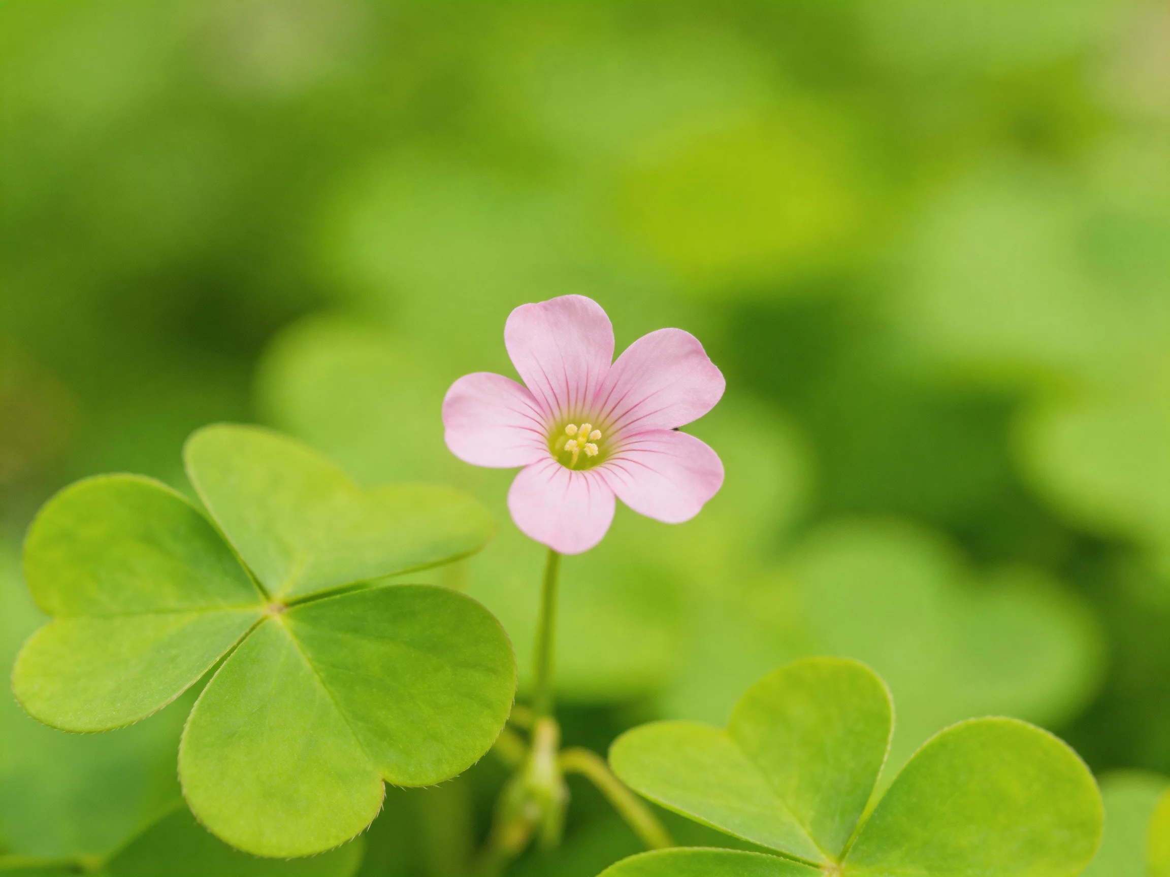 Delicate pink flower blooming near bright green clover leaves