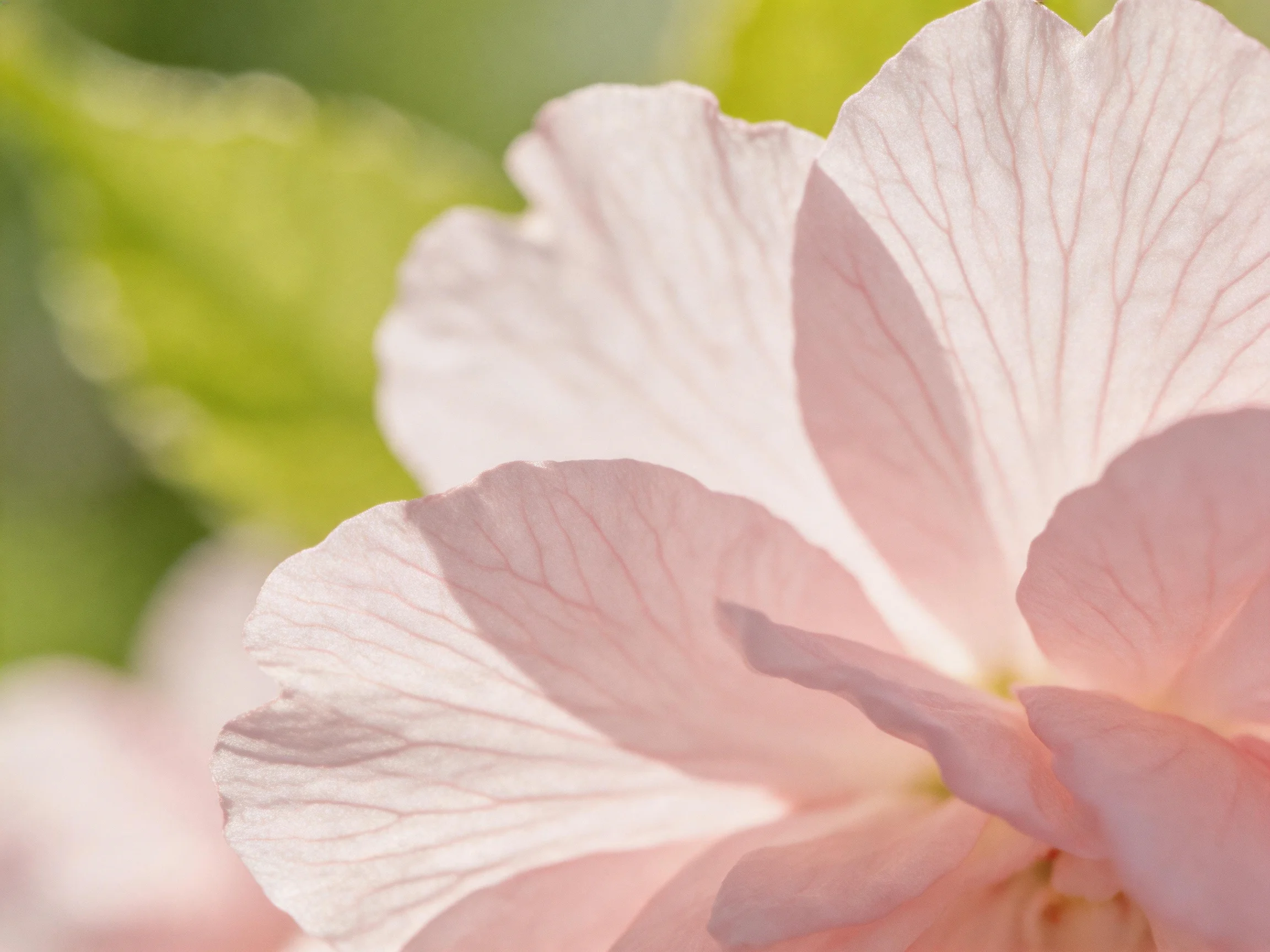 Delicate pink flower petals with soft green foliage backdrop