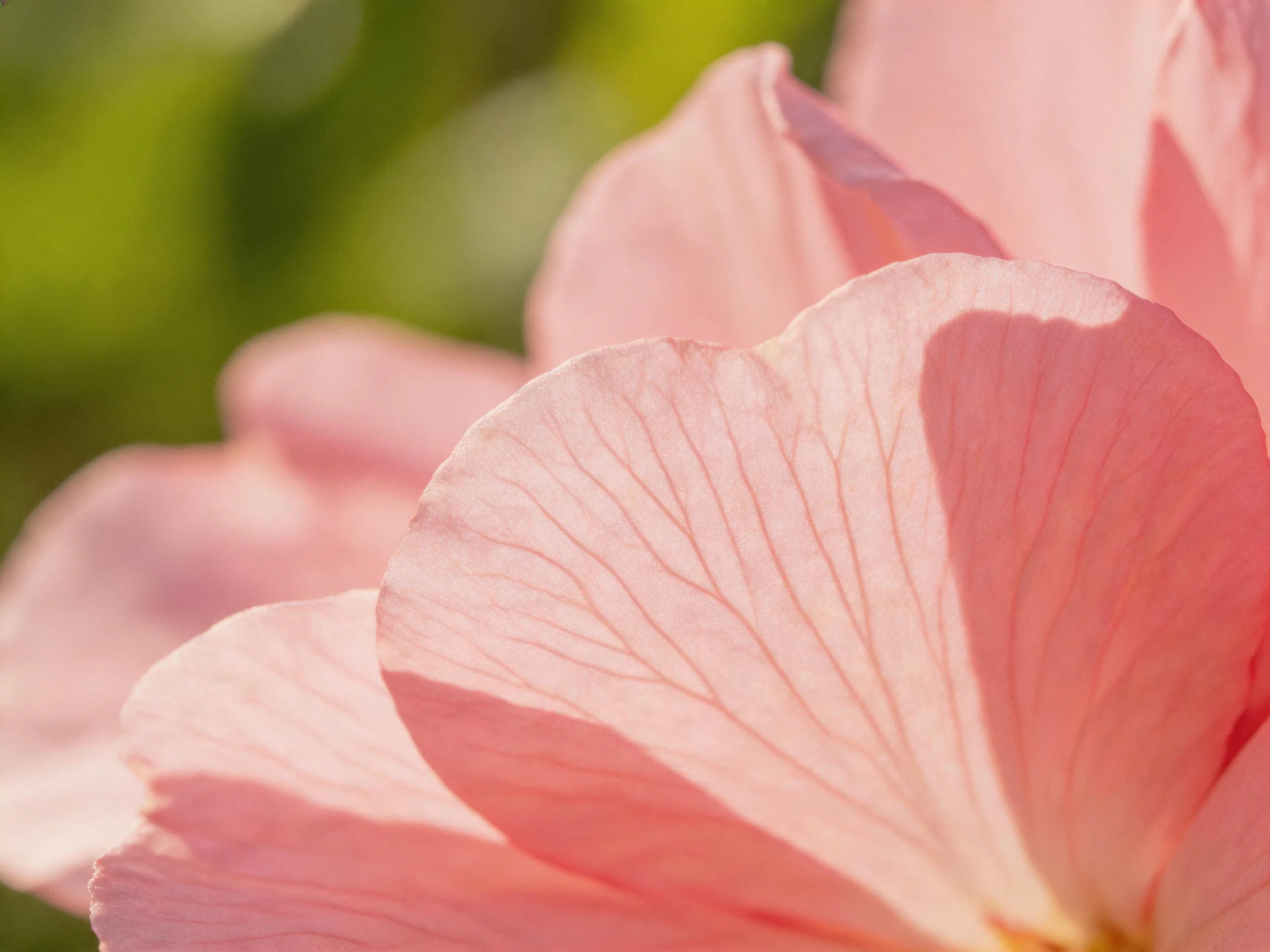 Delicate pink flower petals with visible vein details and blurred green backdrop