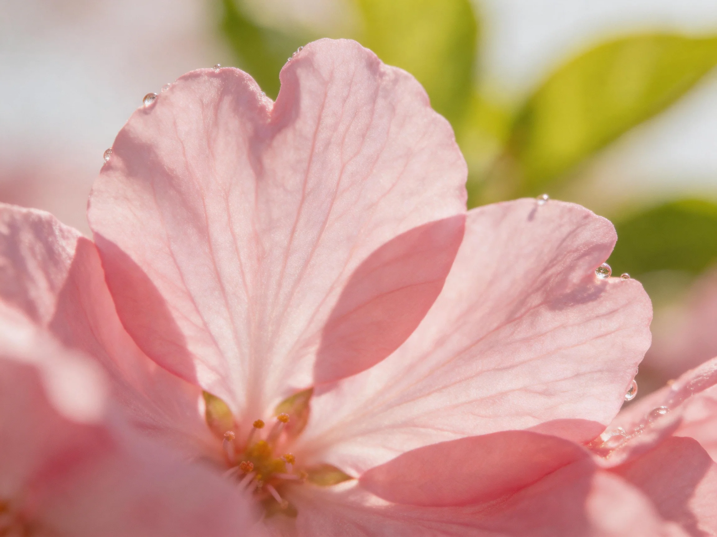 Delicate pink flower petals with water droplets and soft green foliage