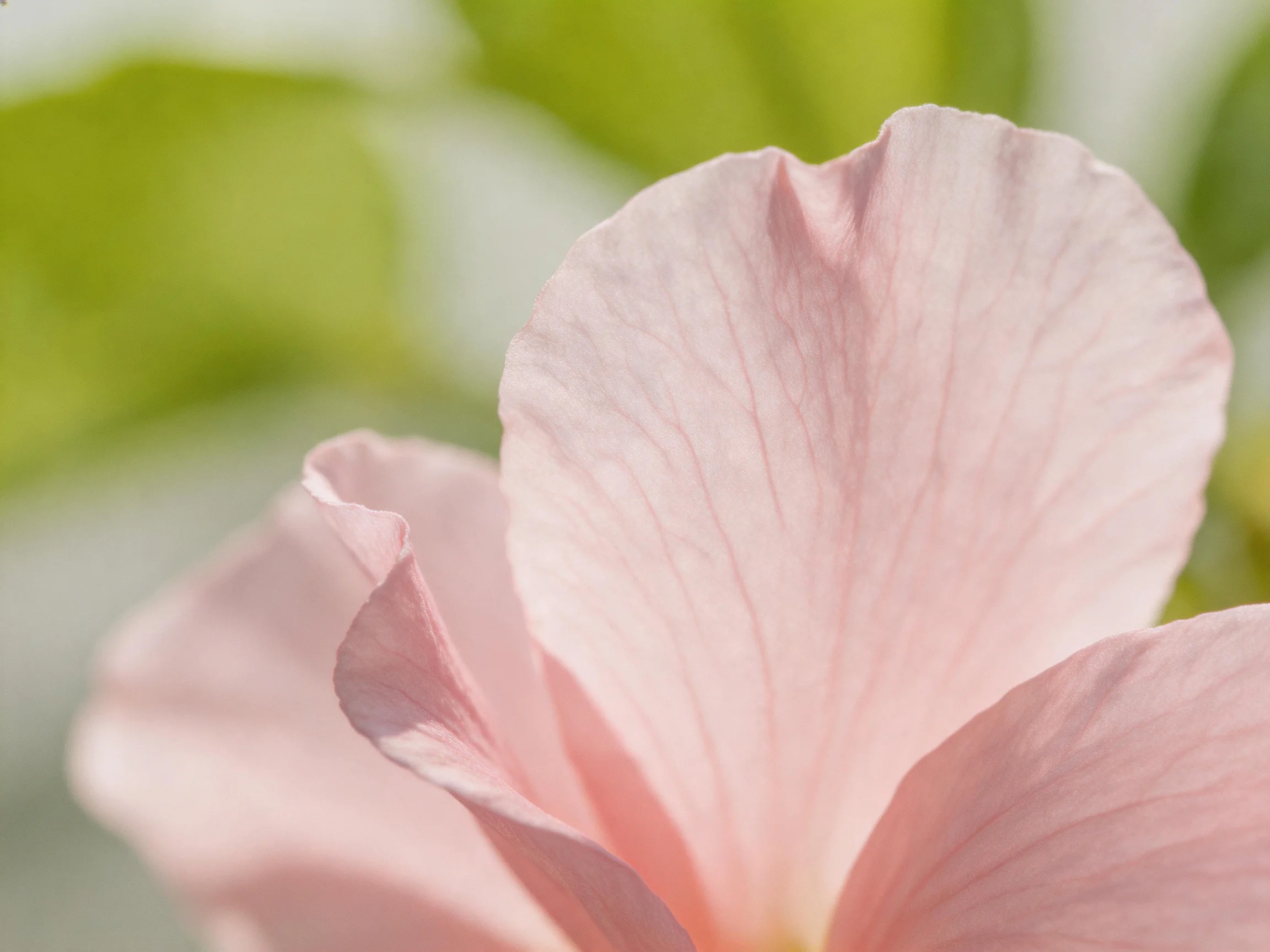 Delicate pink hibiscus petals with blurred green backdrop