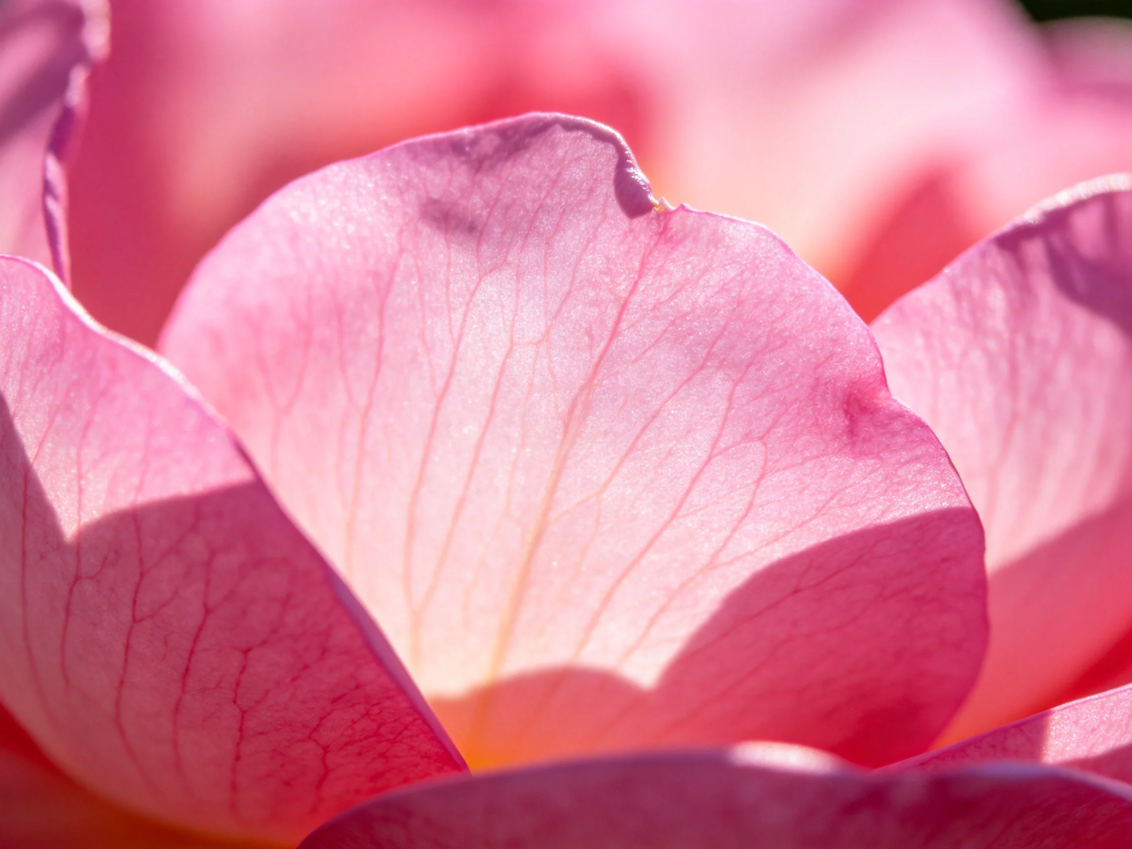 Delicate pink rose petals display intricate vein details