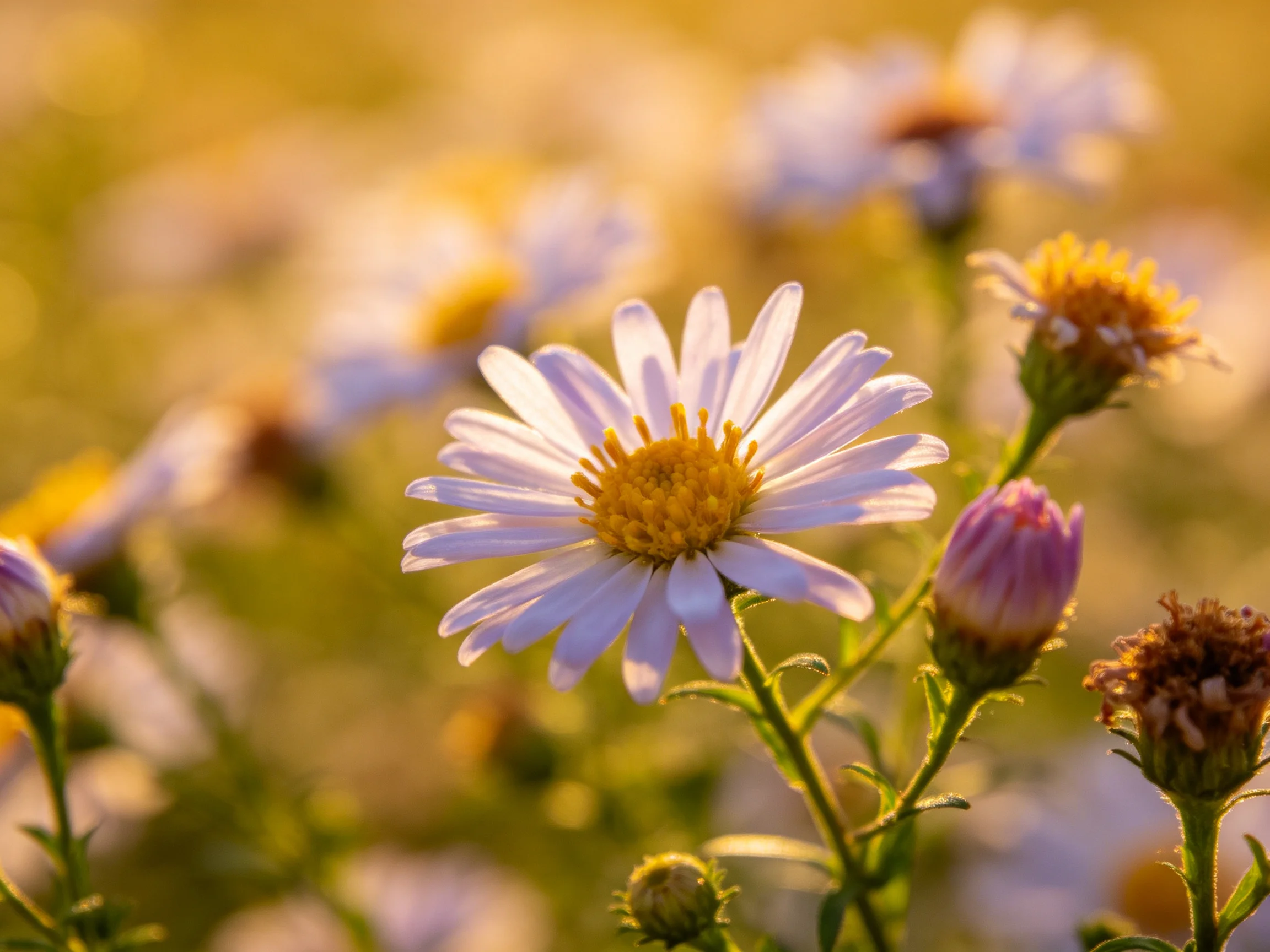 Delicate white aster blooms with golden centers in a sun-drenched field