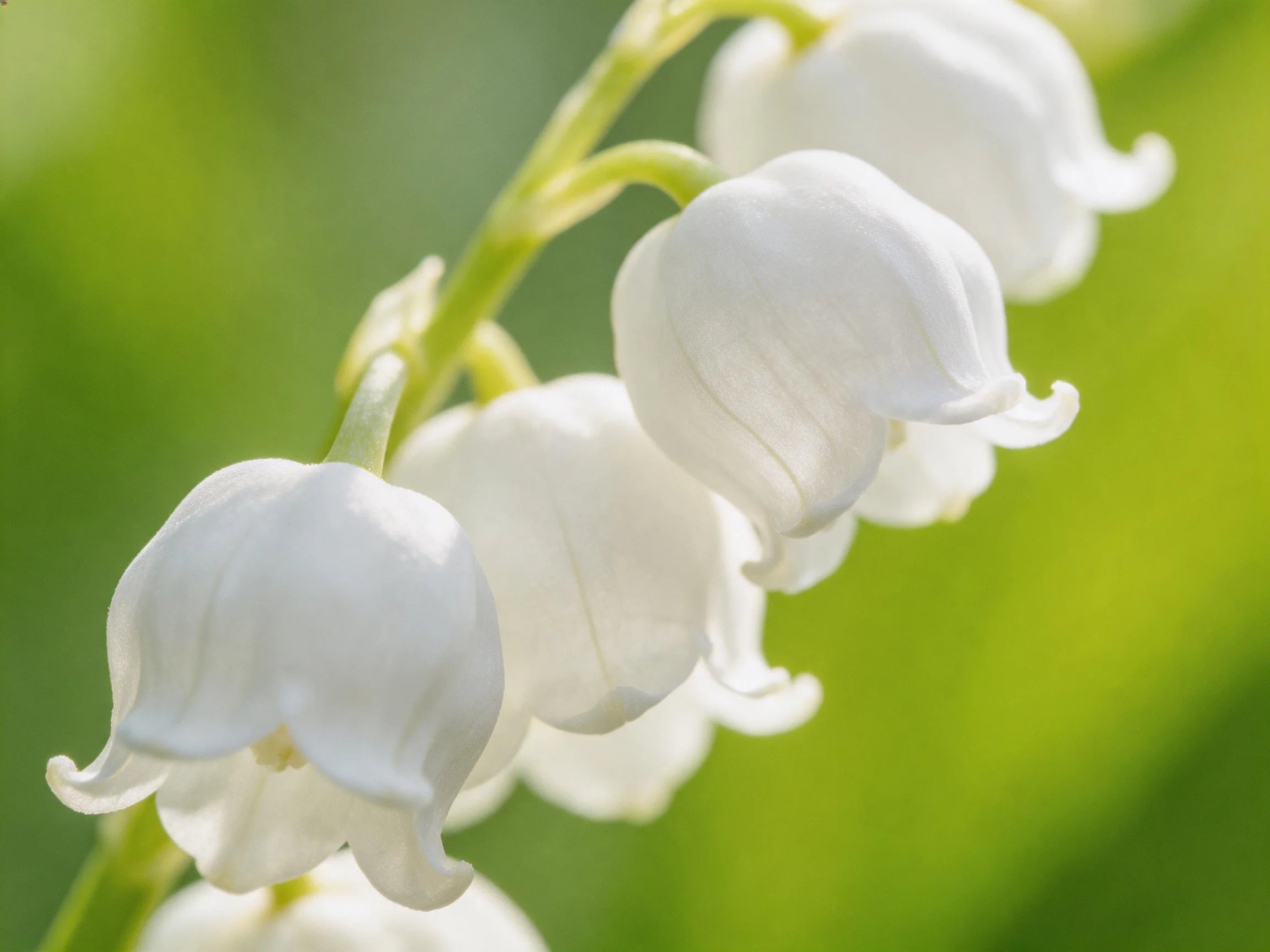 Delicate white bell - shaped flowers of lily of the valley against soft green backdrop