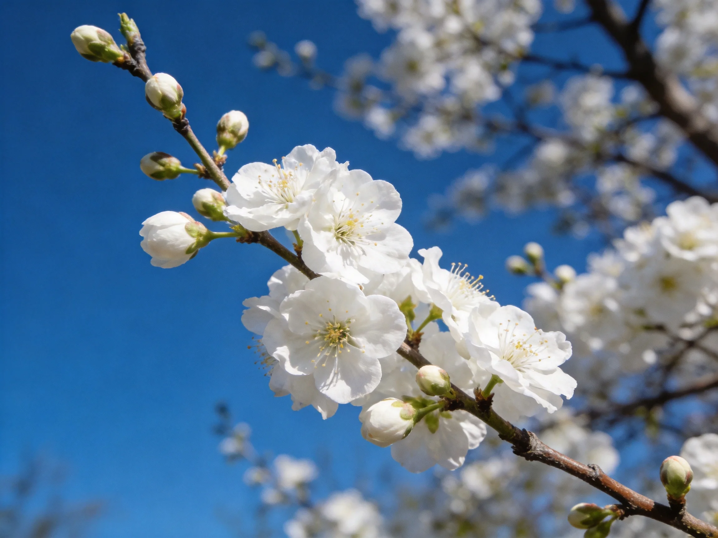 Delicate white blossoms bloom against a vivid blue sky