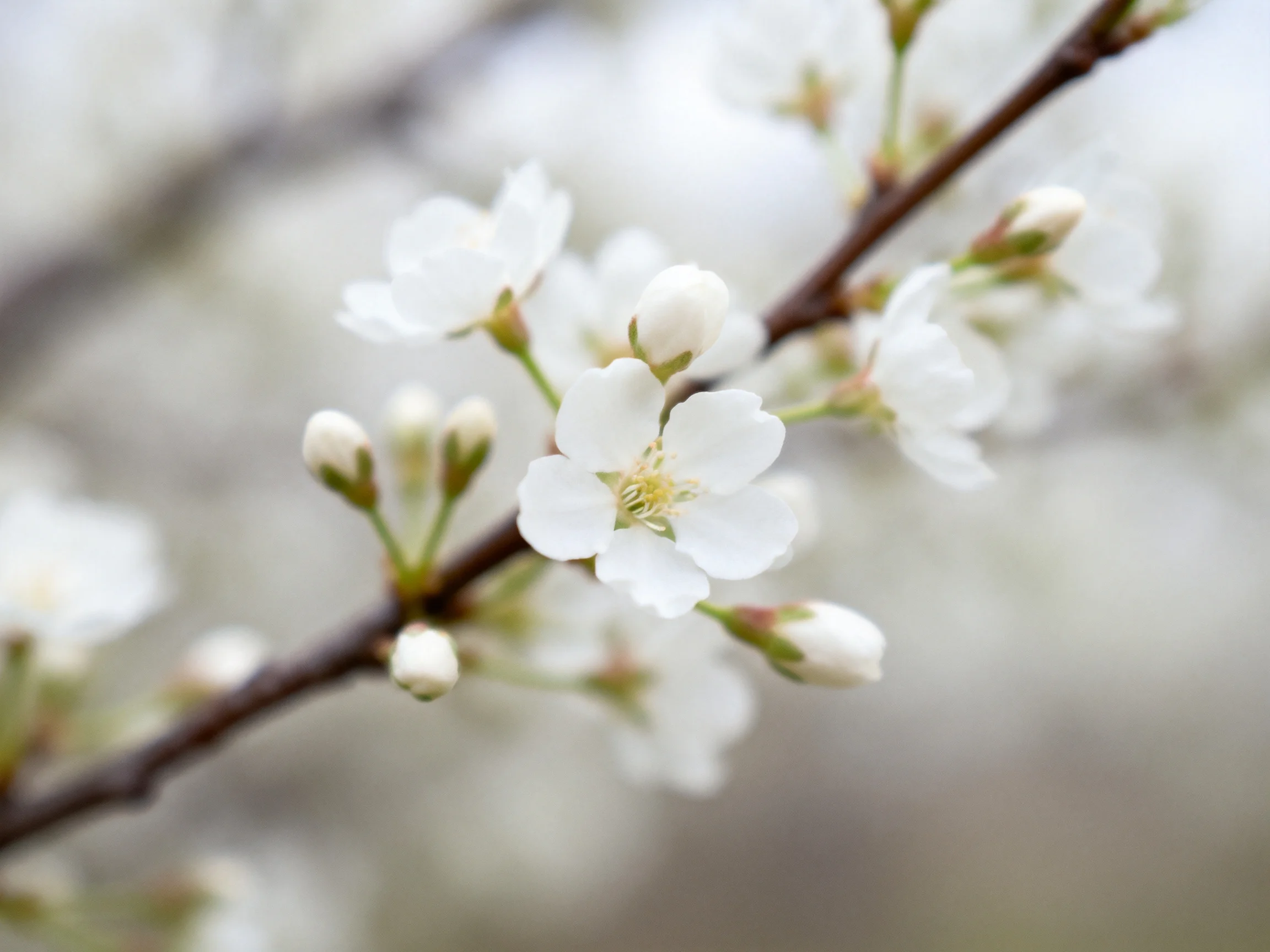 Delicate white blossoms bloom along a slender brown branch