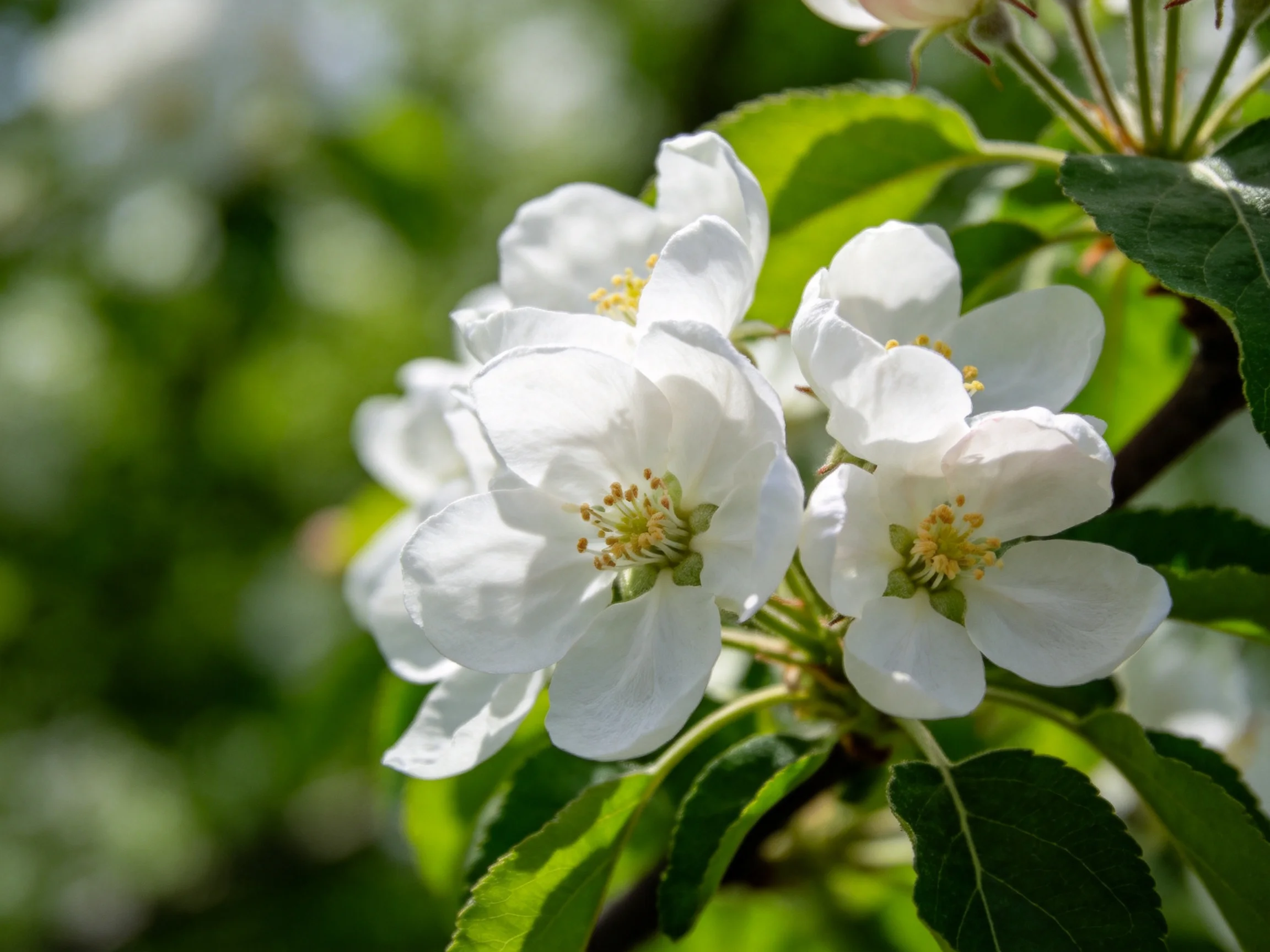 Delicate white blossoms bloom among vibrant green foliage