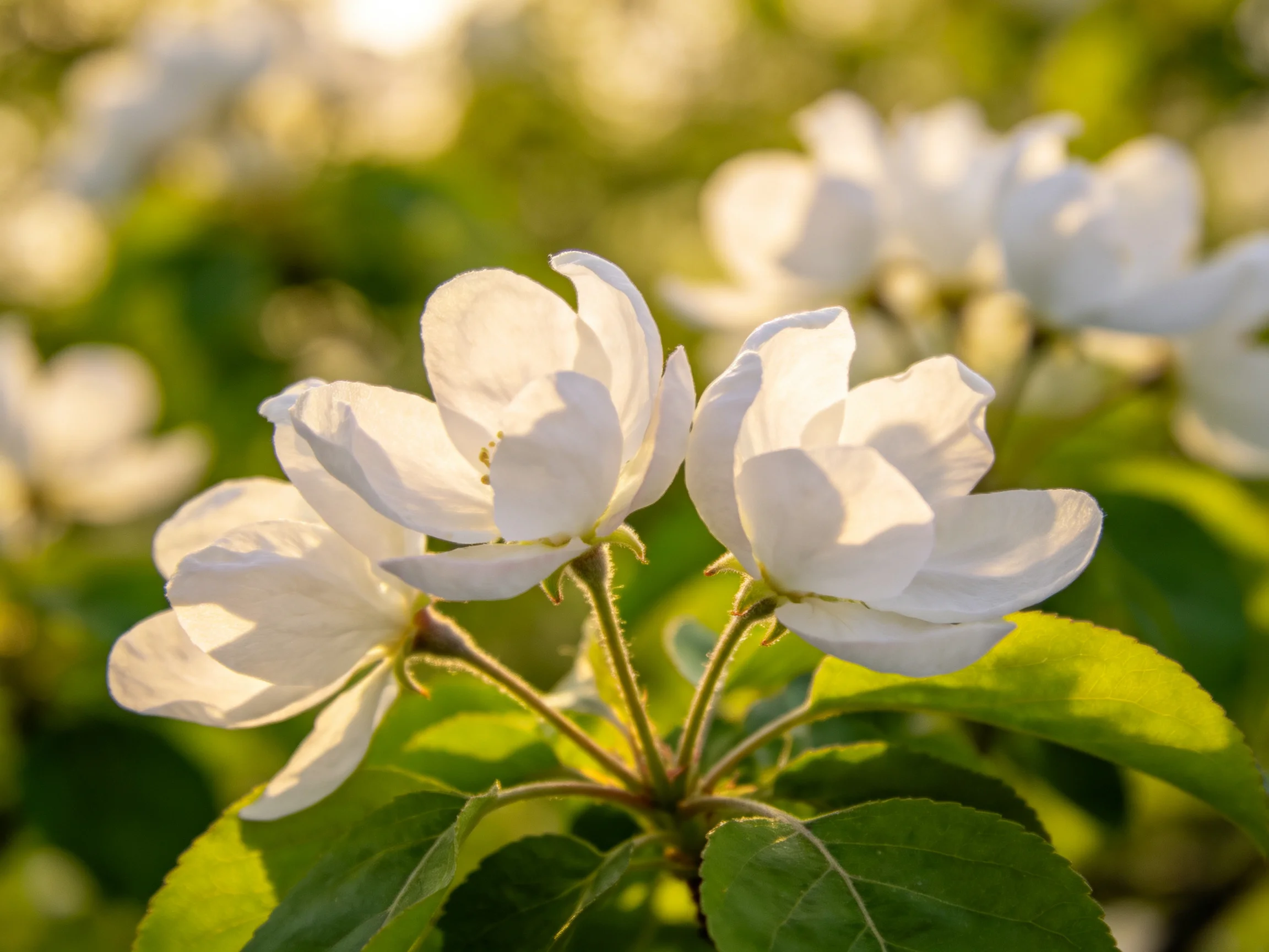Delicate white blossoms bloom among vibrant green foliage