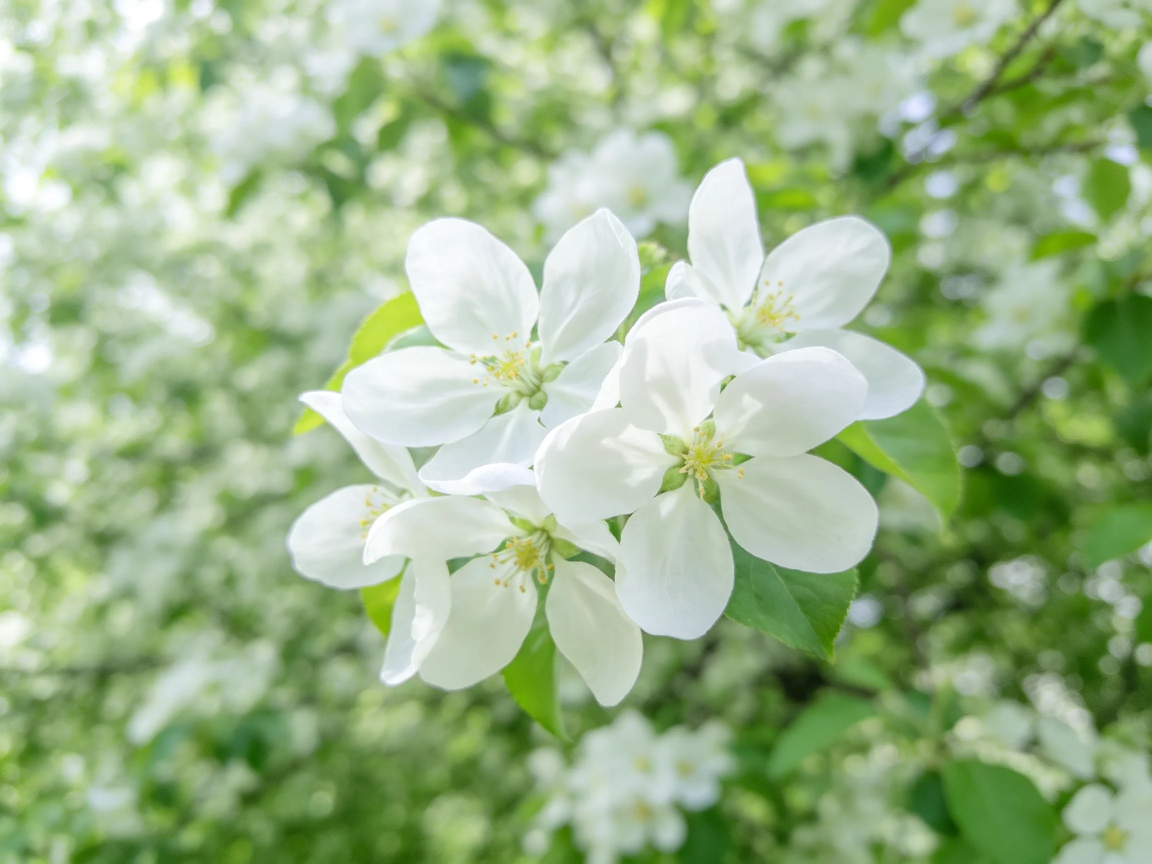 Delicate white blossoms cluster amid lush green foliage