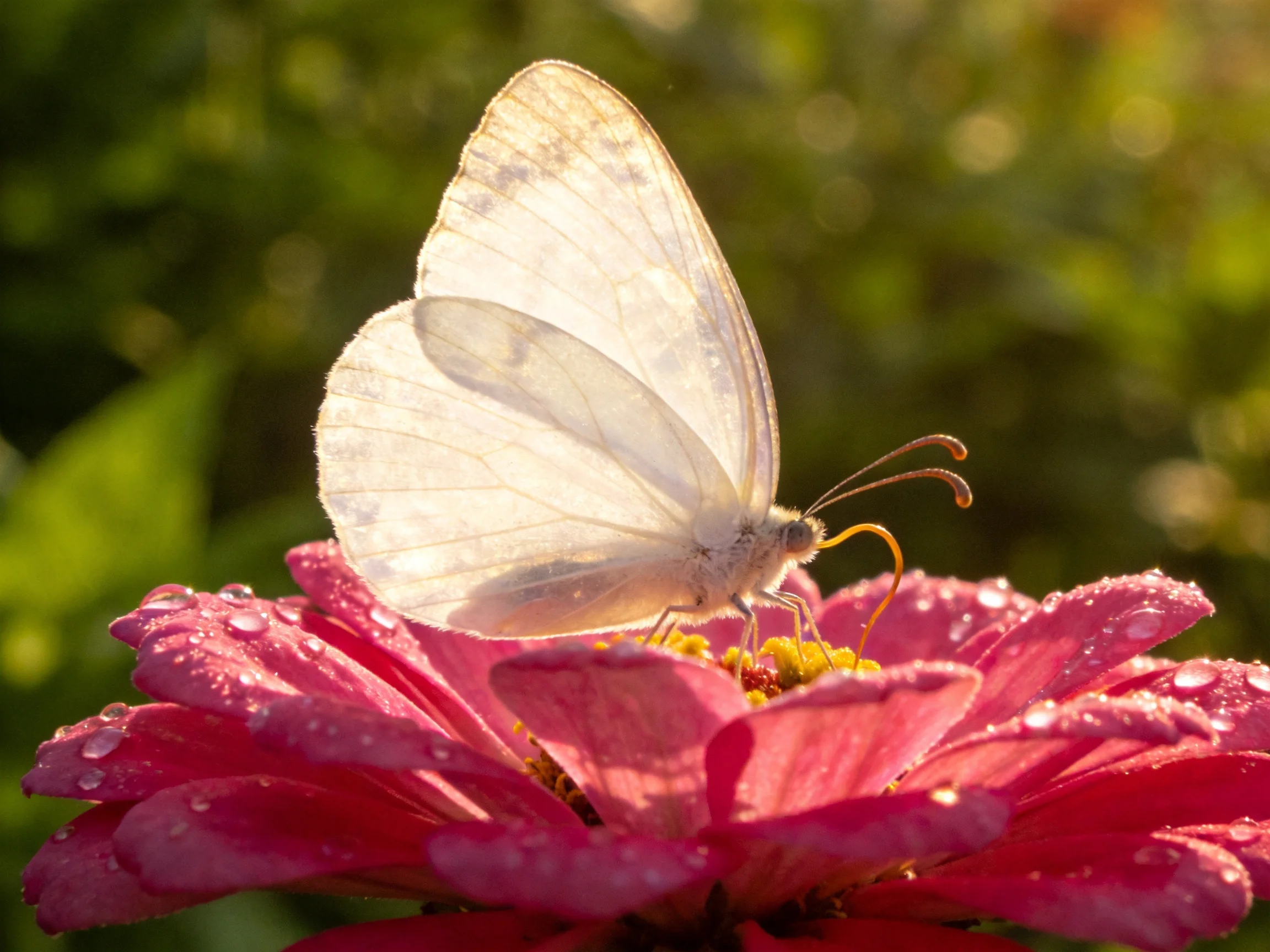 Delicate white butterfly perched on dewy pink flower