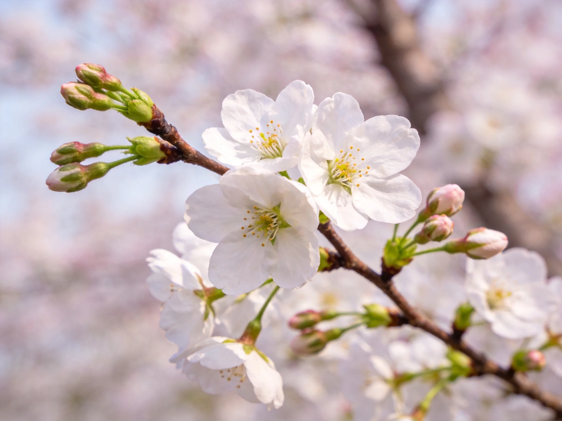 Delicate white cherry blossom blooms with green buds on a brown branch