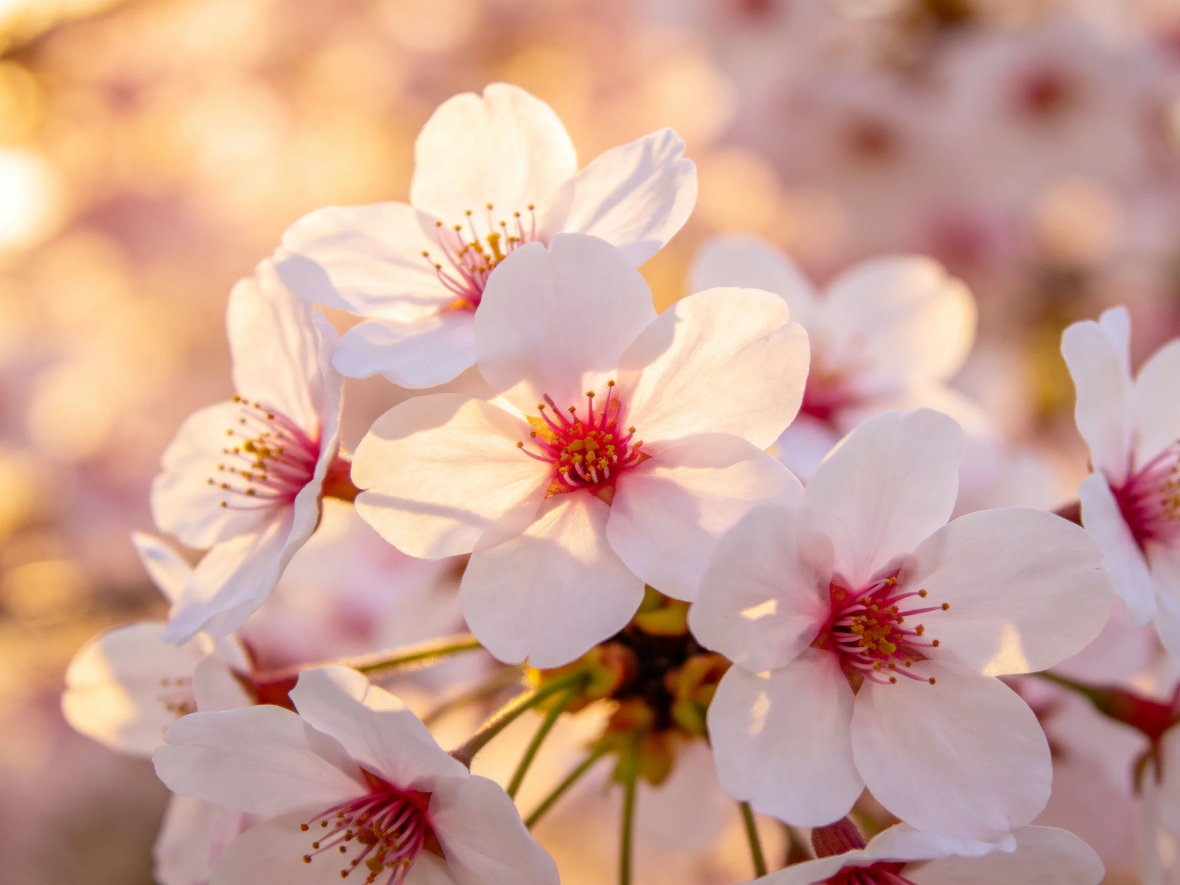 Delicate white cherry blossom blooms with pink centers under warm light