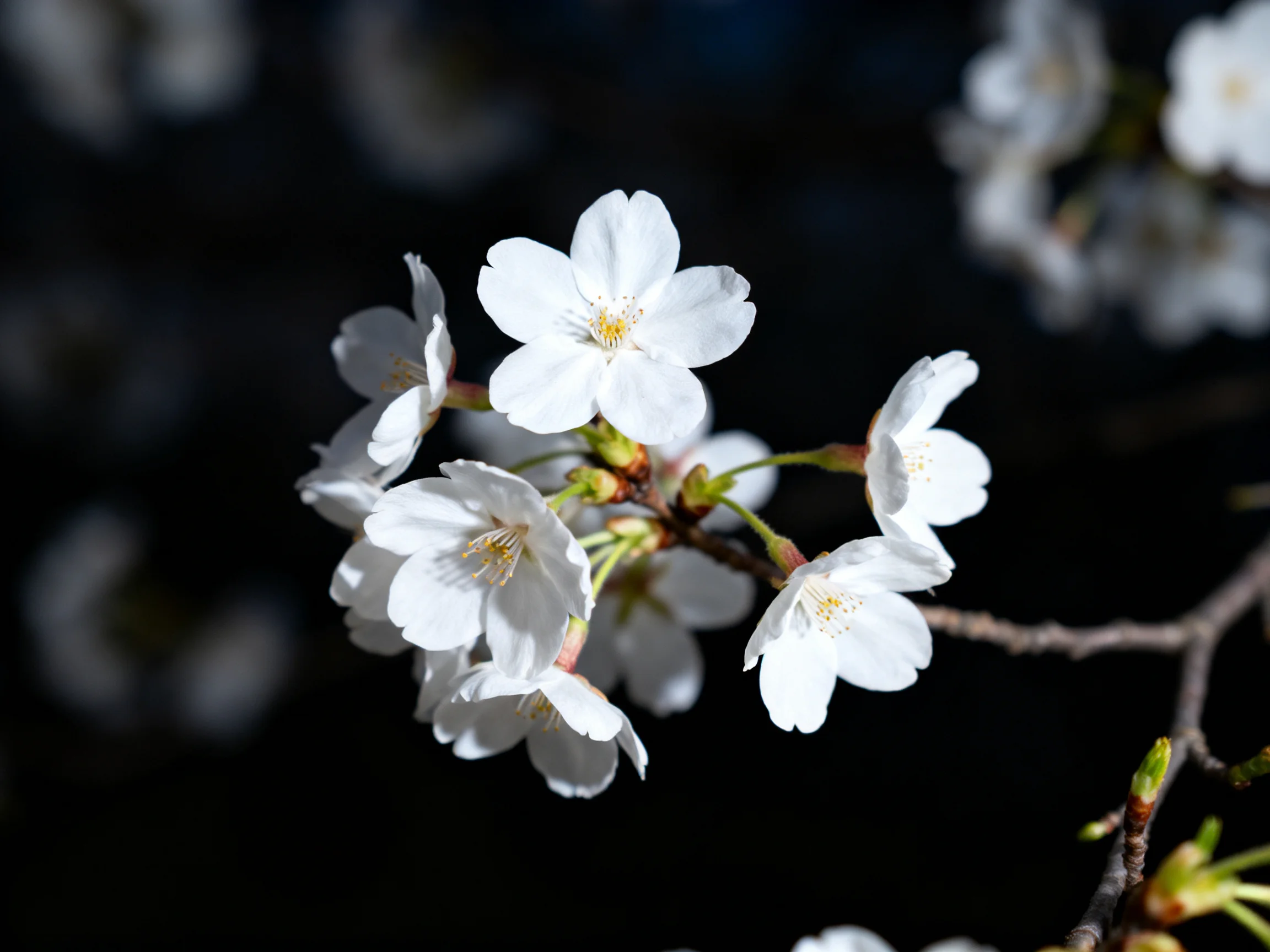 Delicate white cherry blossom cluster on a dark backdrop