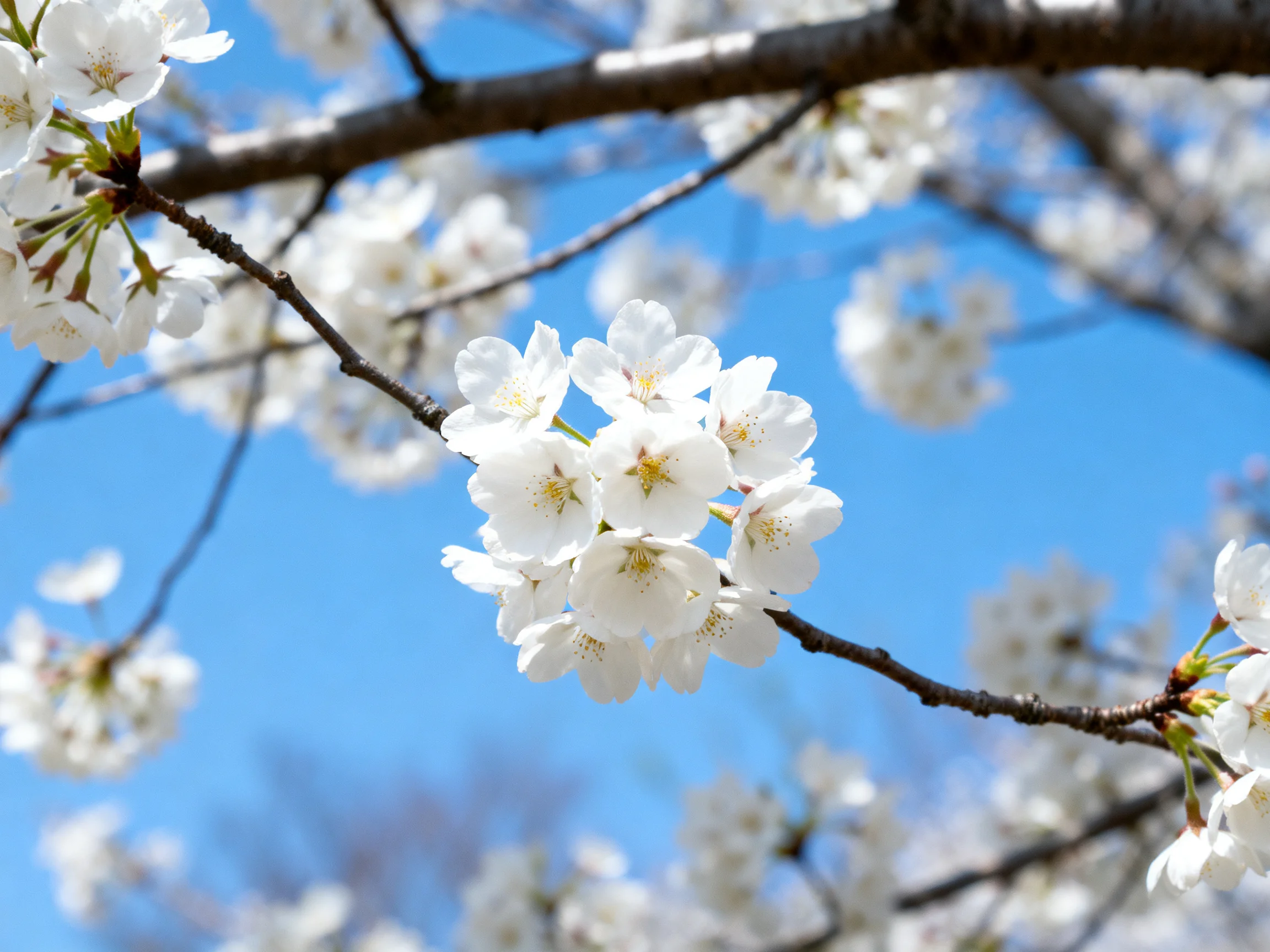 Delicate white cherry blossom clusters bloom vibrantly under a clear blue sky
