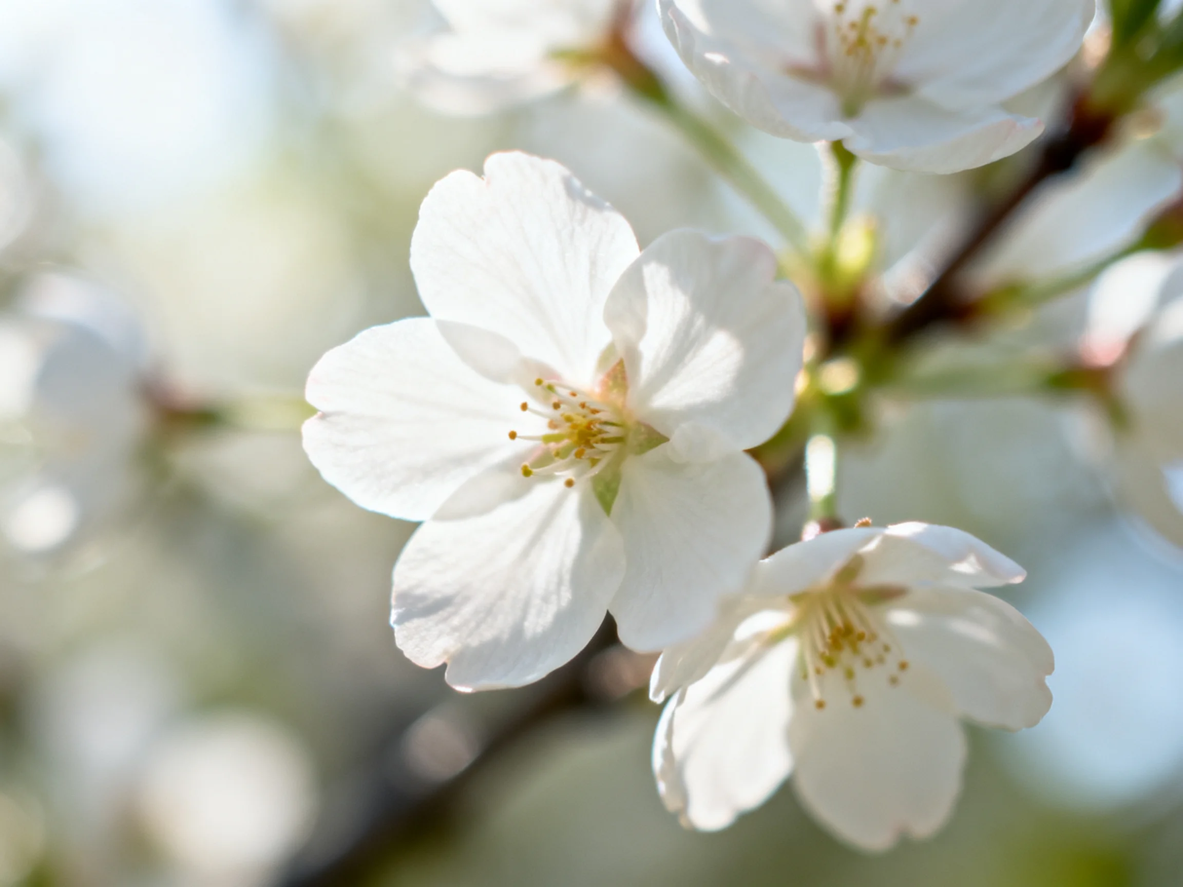 Delicate white cherry blossoms bloom under soft natural light