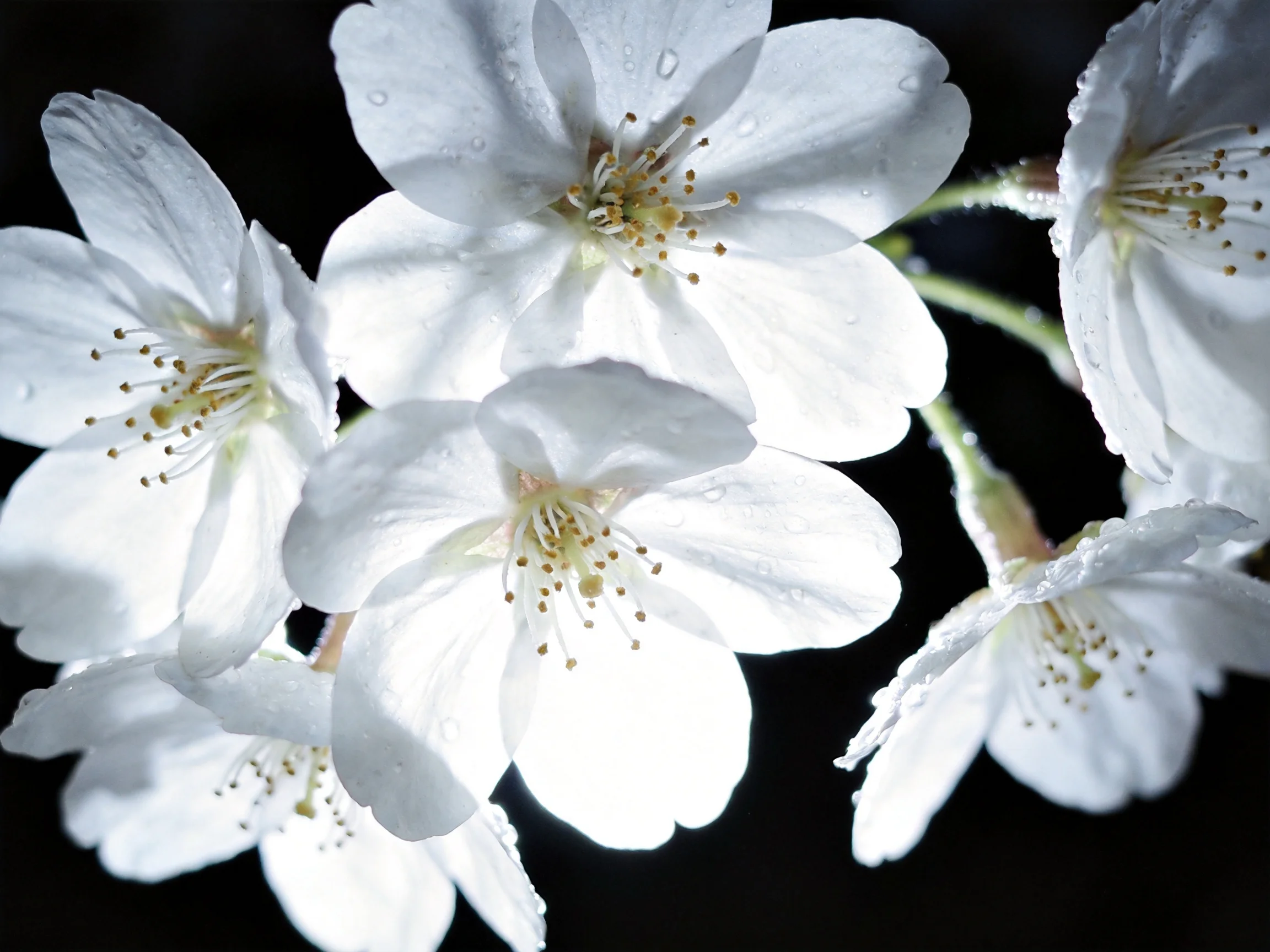 Delicate white cherry blossoms with water droplets against dark backdrop