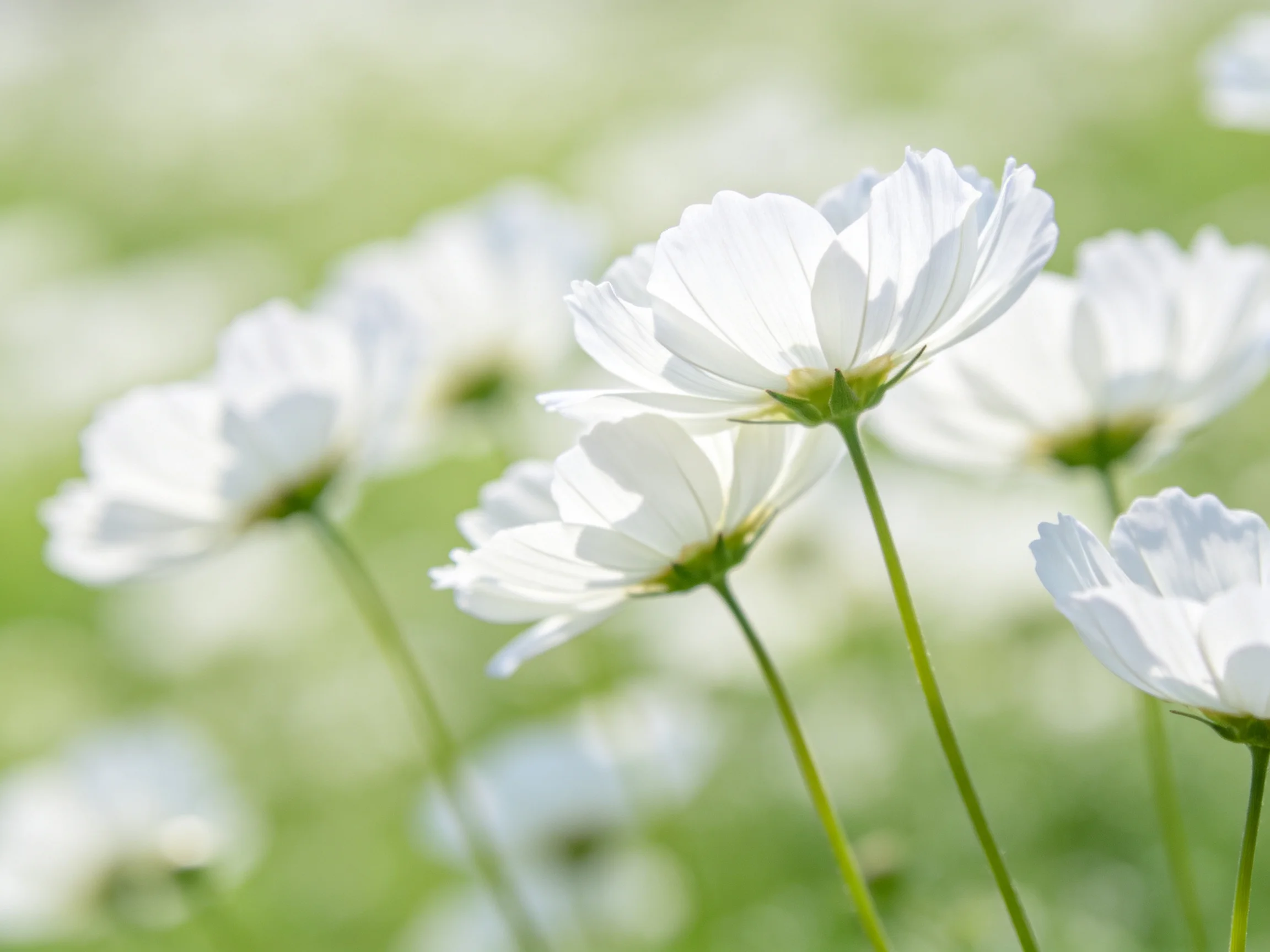 Delicate white cosmos blooms against a soft green blurred backdrop