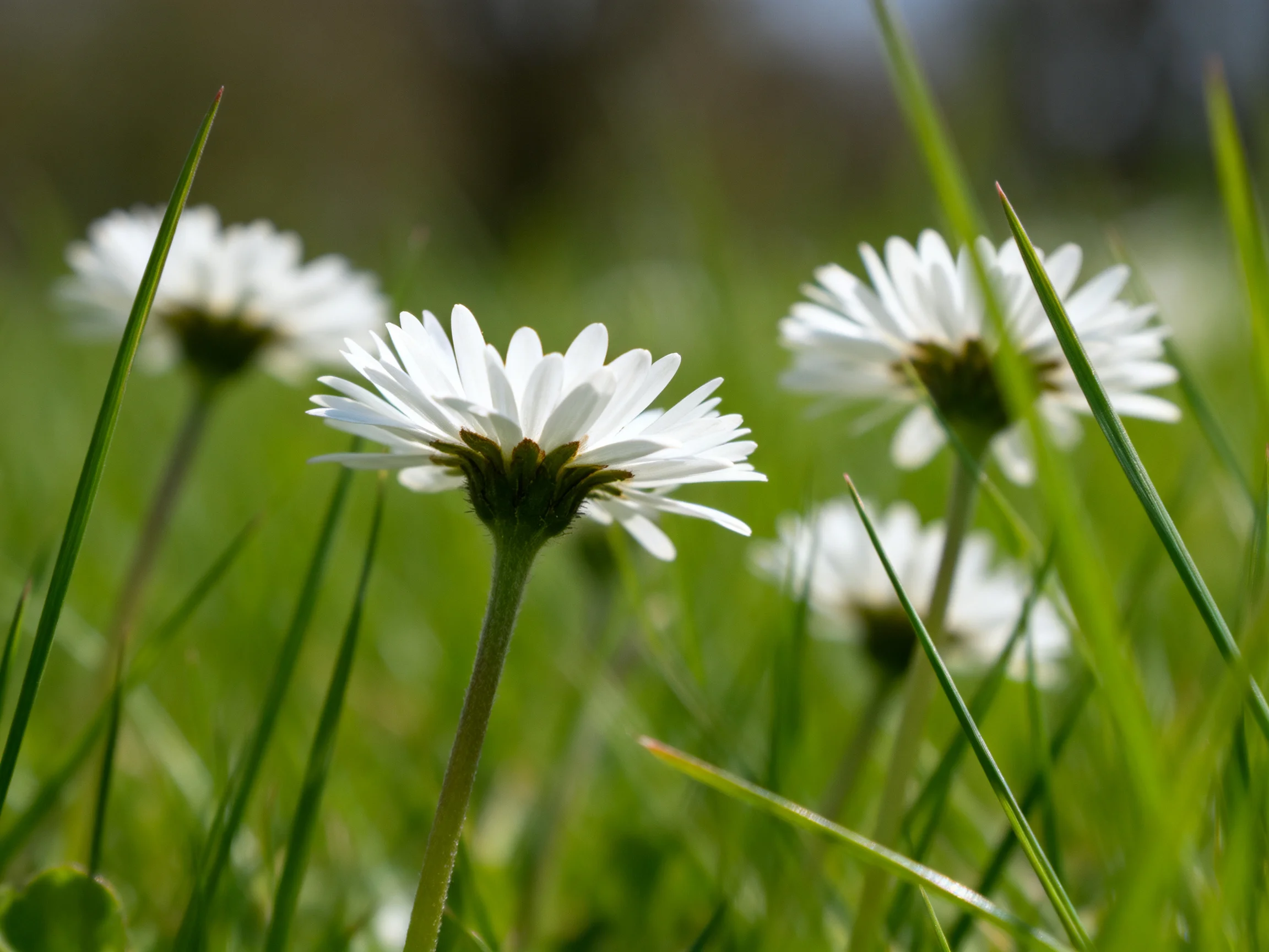 Delicate white daisies bloom among tall emerald grass blades