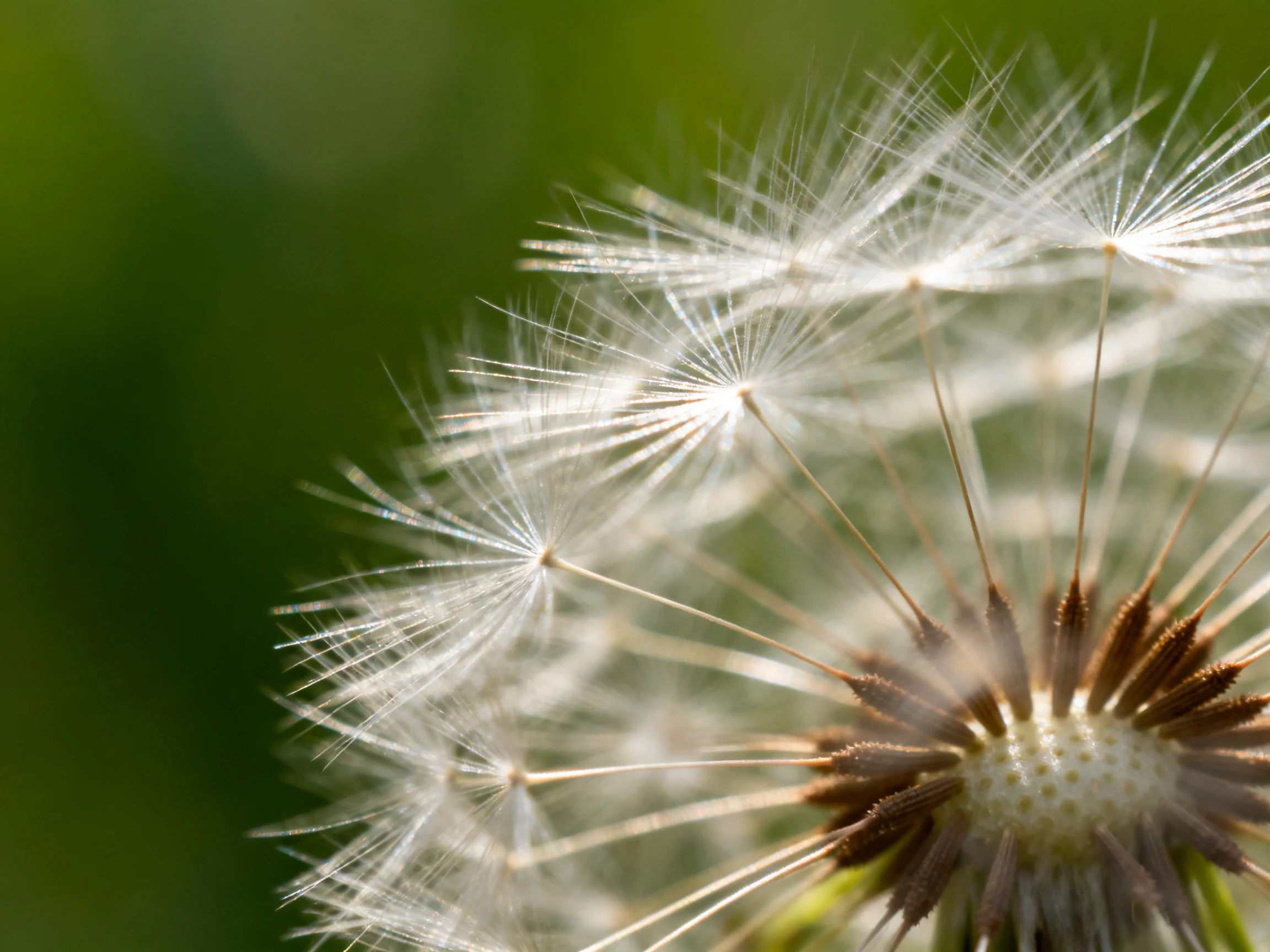 Delicate white dandelion seeds with brown center amidst soft green blur