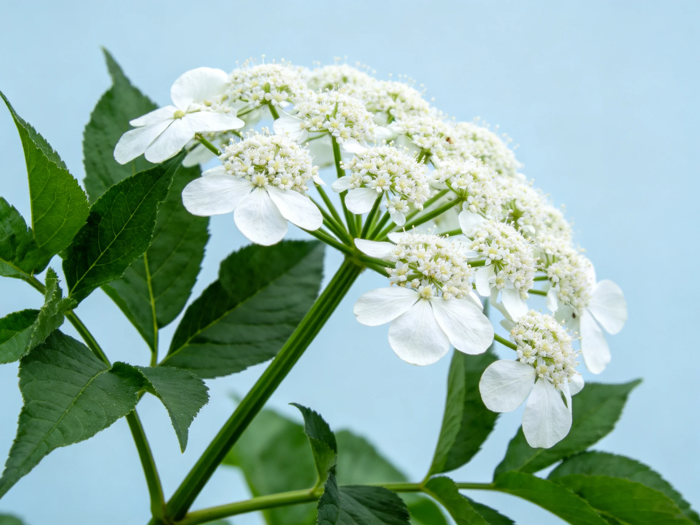 Delicate white flower cluster with vibrant green foliage