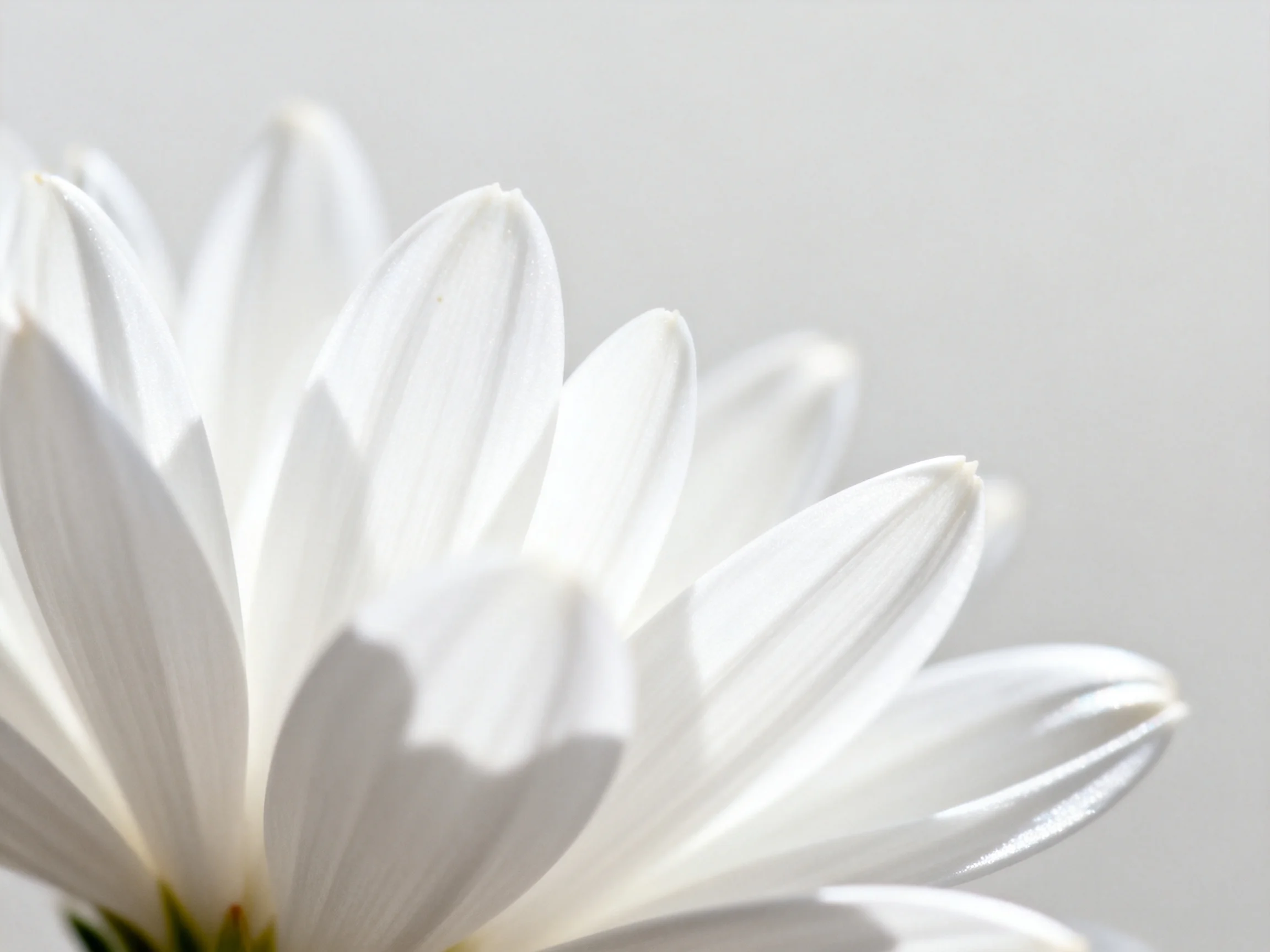 Delicate white flower petals highlighted by soft lighting